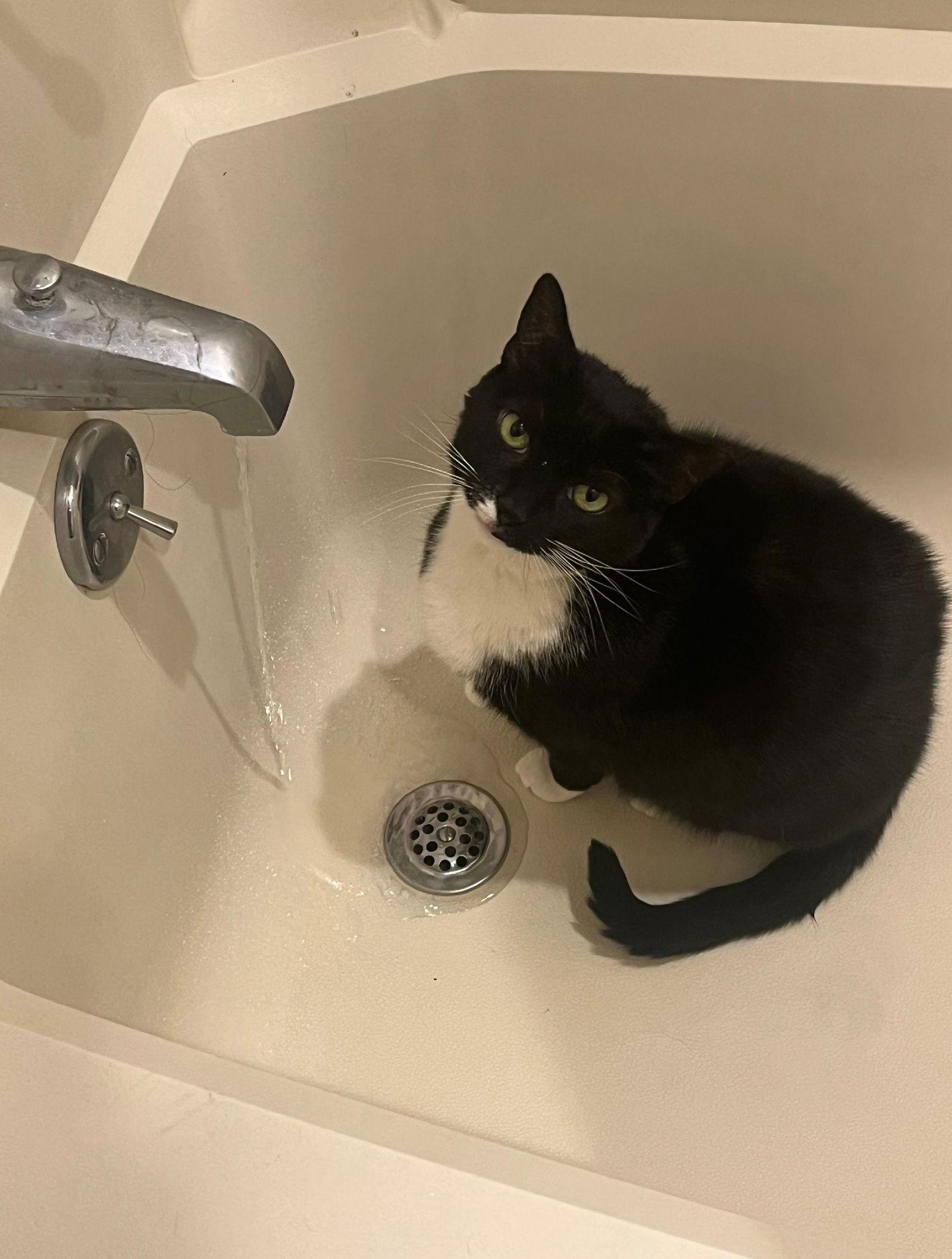 Petunia, a Adoptable Domestic Short Hair in Philadelphia, PA image 3/3