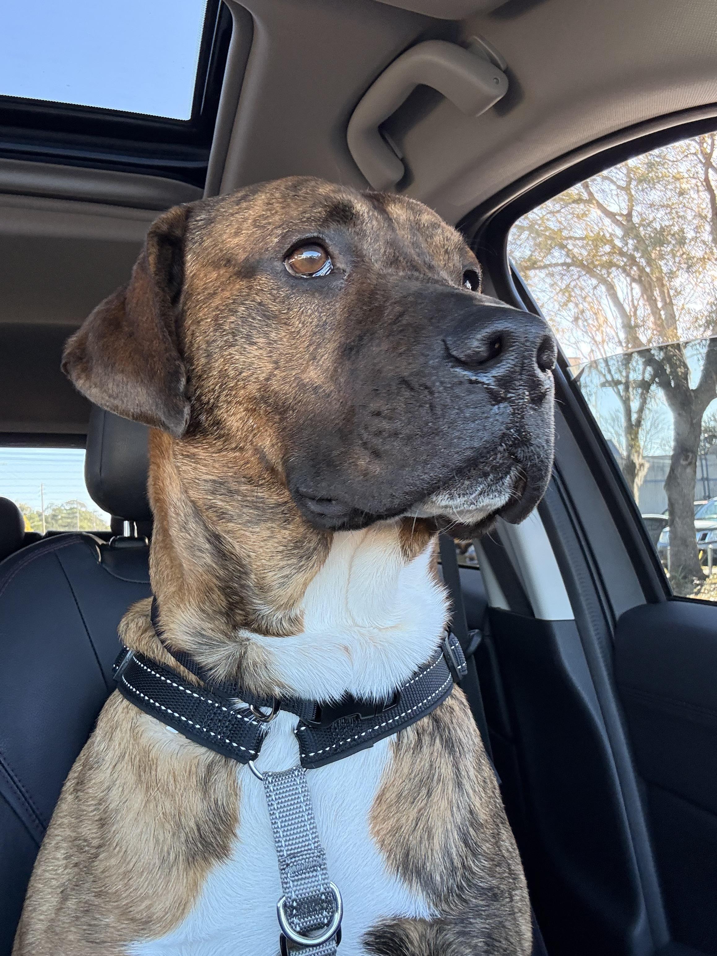 Enlarge Mateo , a ADOPTABLE mixed breed in tampa, FL image 3/6