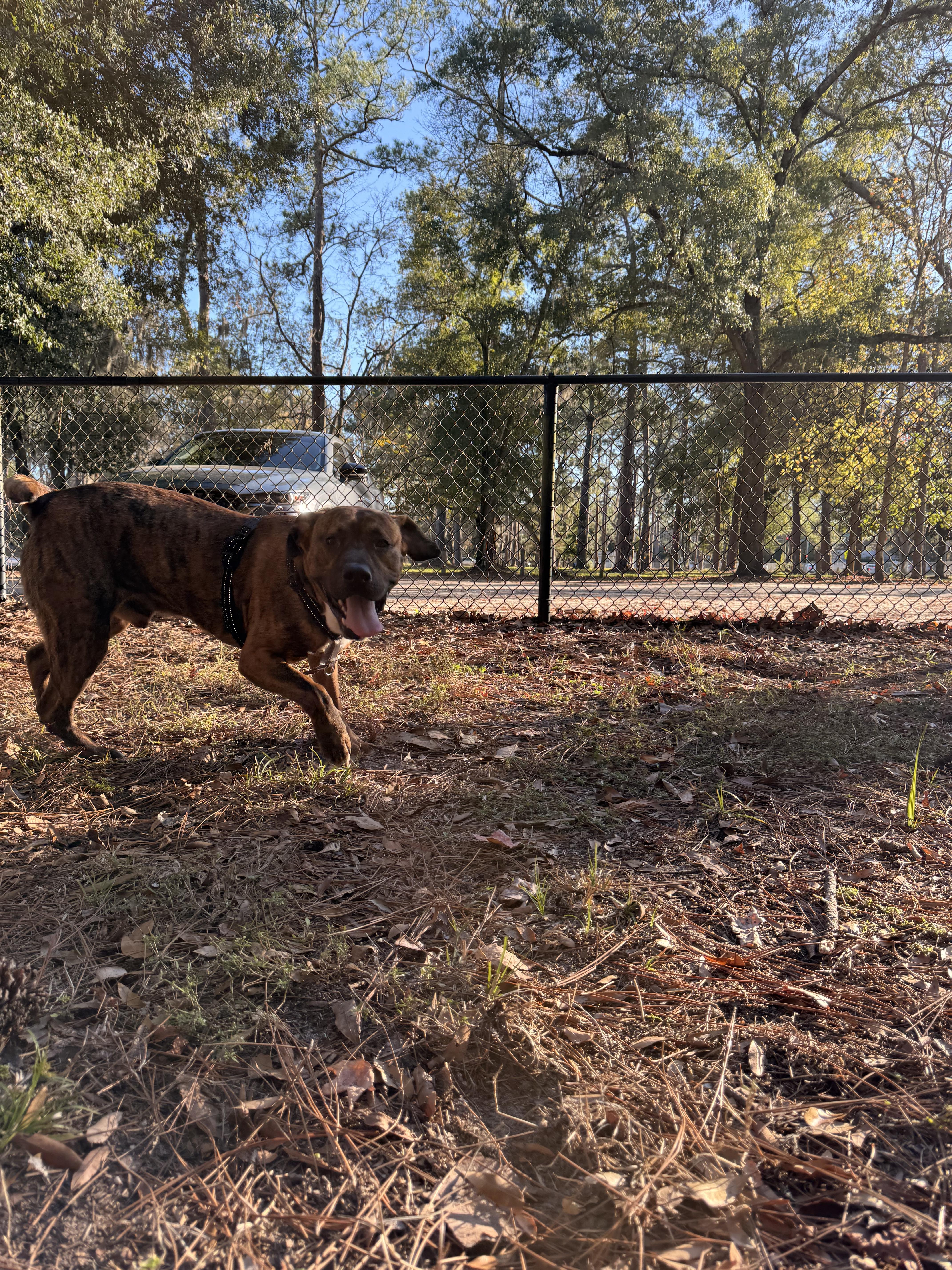 Enlarge Mateo , a ADOPTABLE mixed breed in tampa, FL image 2/6