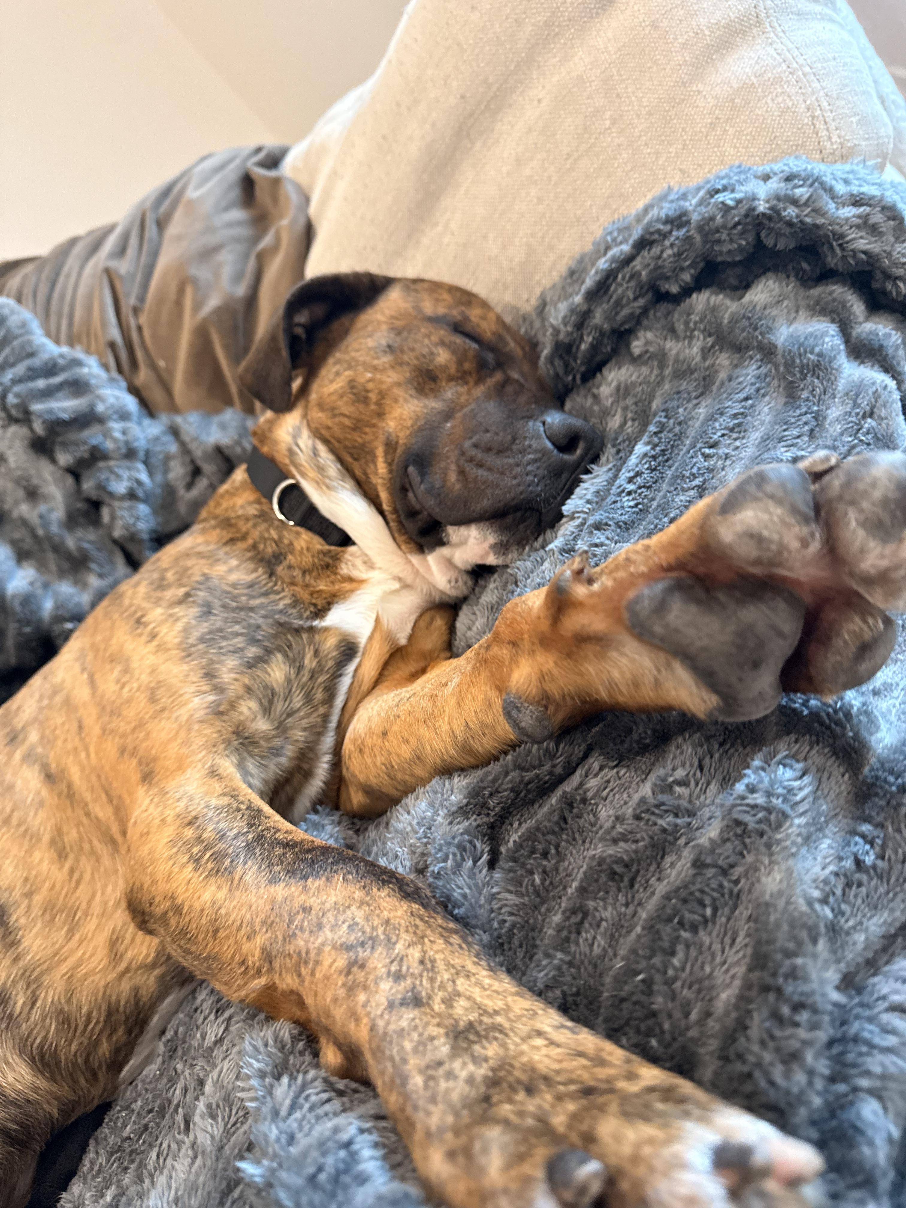 Enlarge Mateo , a ADOPTABLE mixed breed in tampa, FL image 4/6