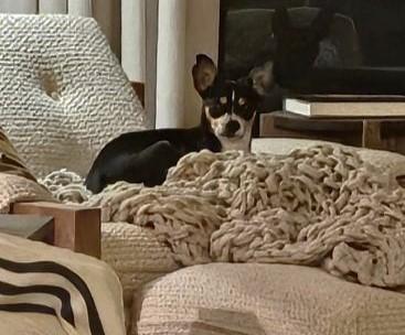 STEVIE NICKS, Adoptable, Adult Female Chihuahua.