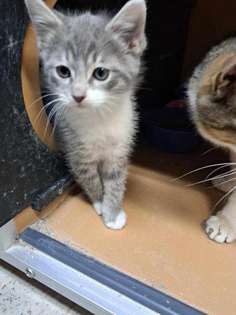 Tommy, Adoptable, Kitten Male Domestic Short Hair.