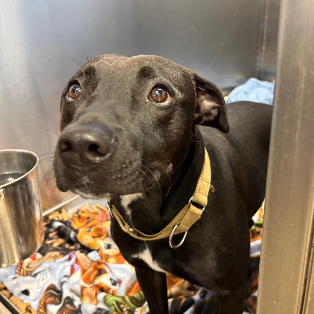 Enlarge Teddy, a Adoptable American Staffordshire Terrier in Knoxville, TN image 1/4