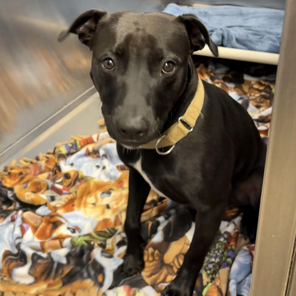 Enlarge Teddy, a Adoptable American Staffordshire Terrier in Knoxville, TN image 2/4