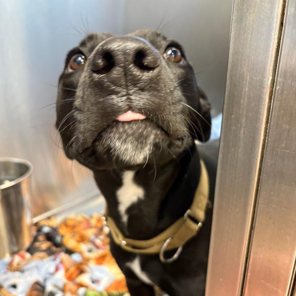 Enlarge Teddy, a Adoptable American Staffordshire Terrier in Knoxville, TN image 3/4