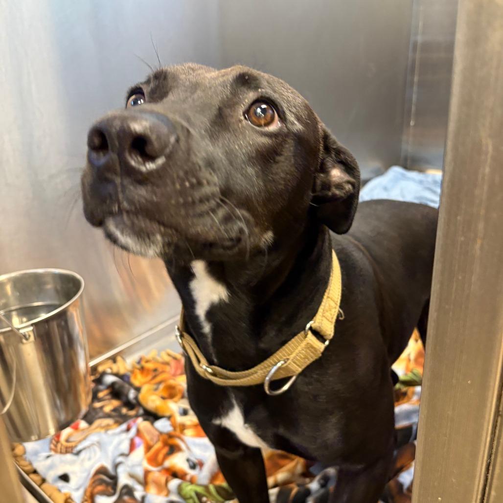 Enlarge Teddy, a Adoptable American Staffordshire Terrier in Knoxville, TN image 4/4