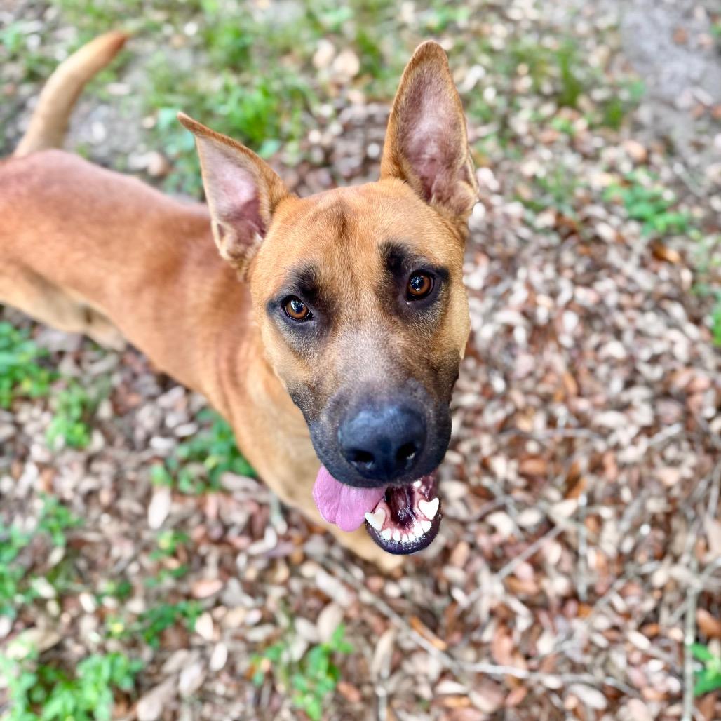 Enlarge Beamer, a Adoptable Mixed Breed in Milton, FL image 1/1