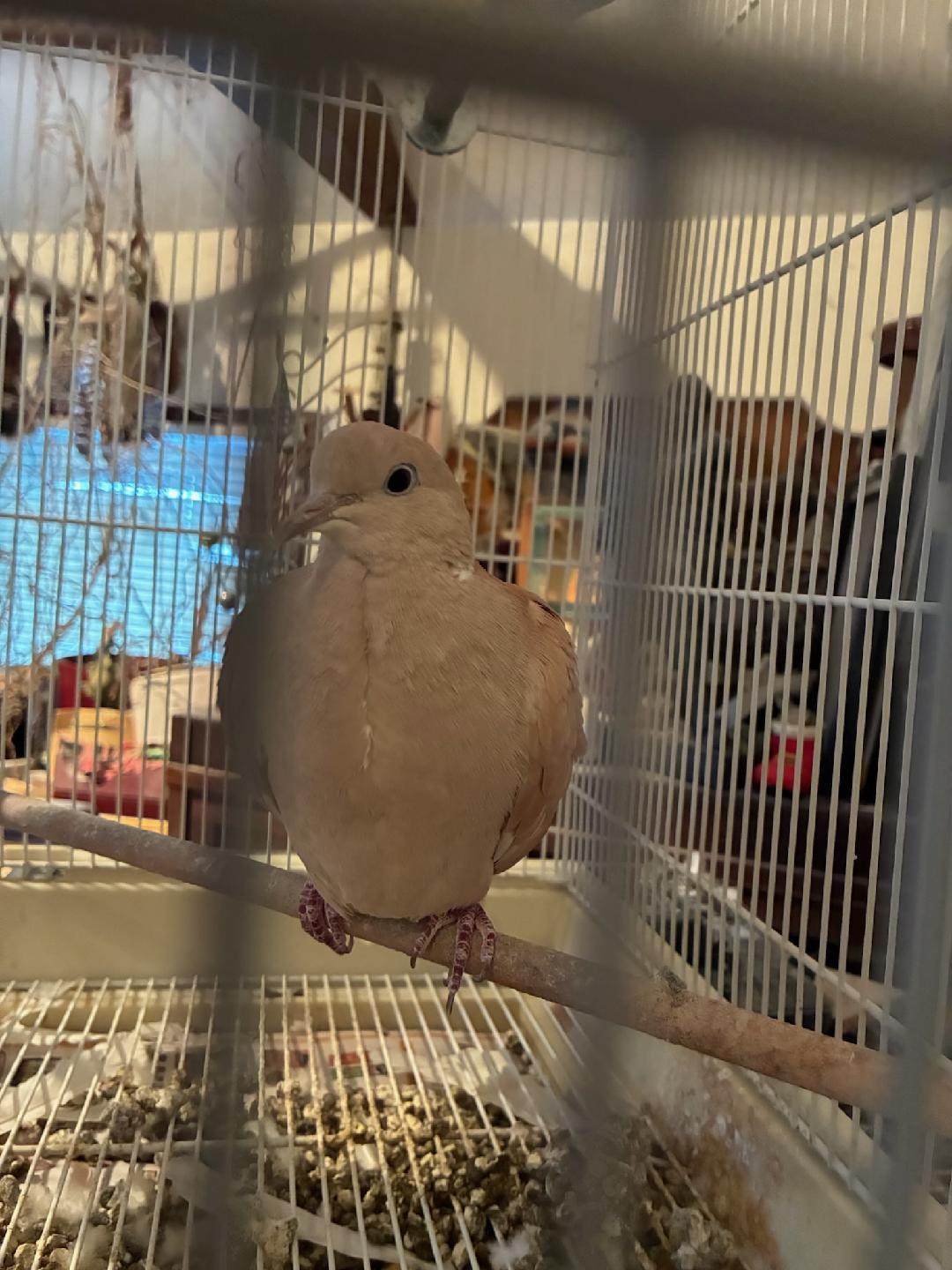 Franny, ADOPTABLE, Adult Unknown Dove & Pigeon.