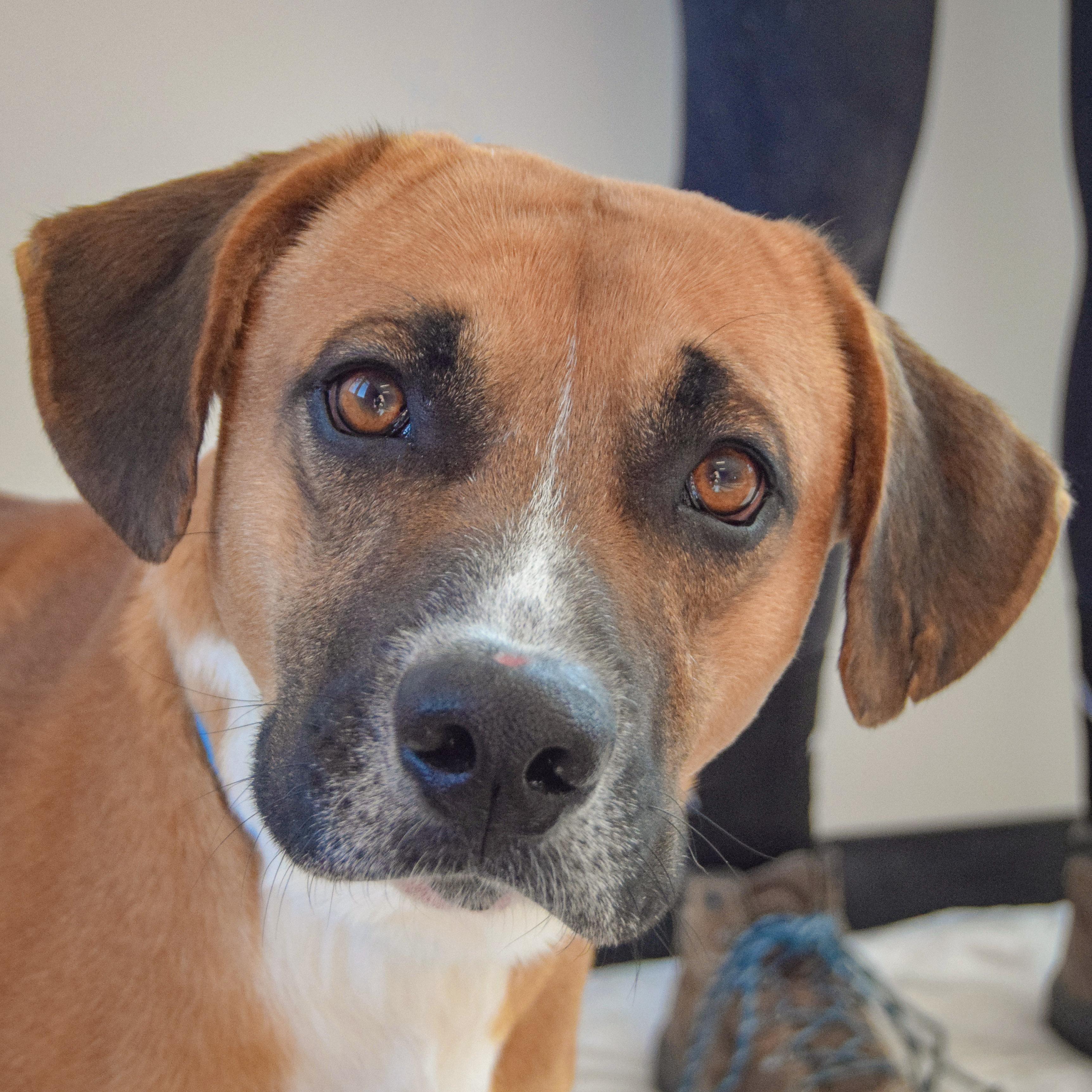 Fiddlestix thumbnail 2