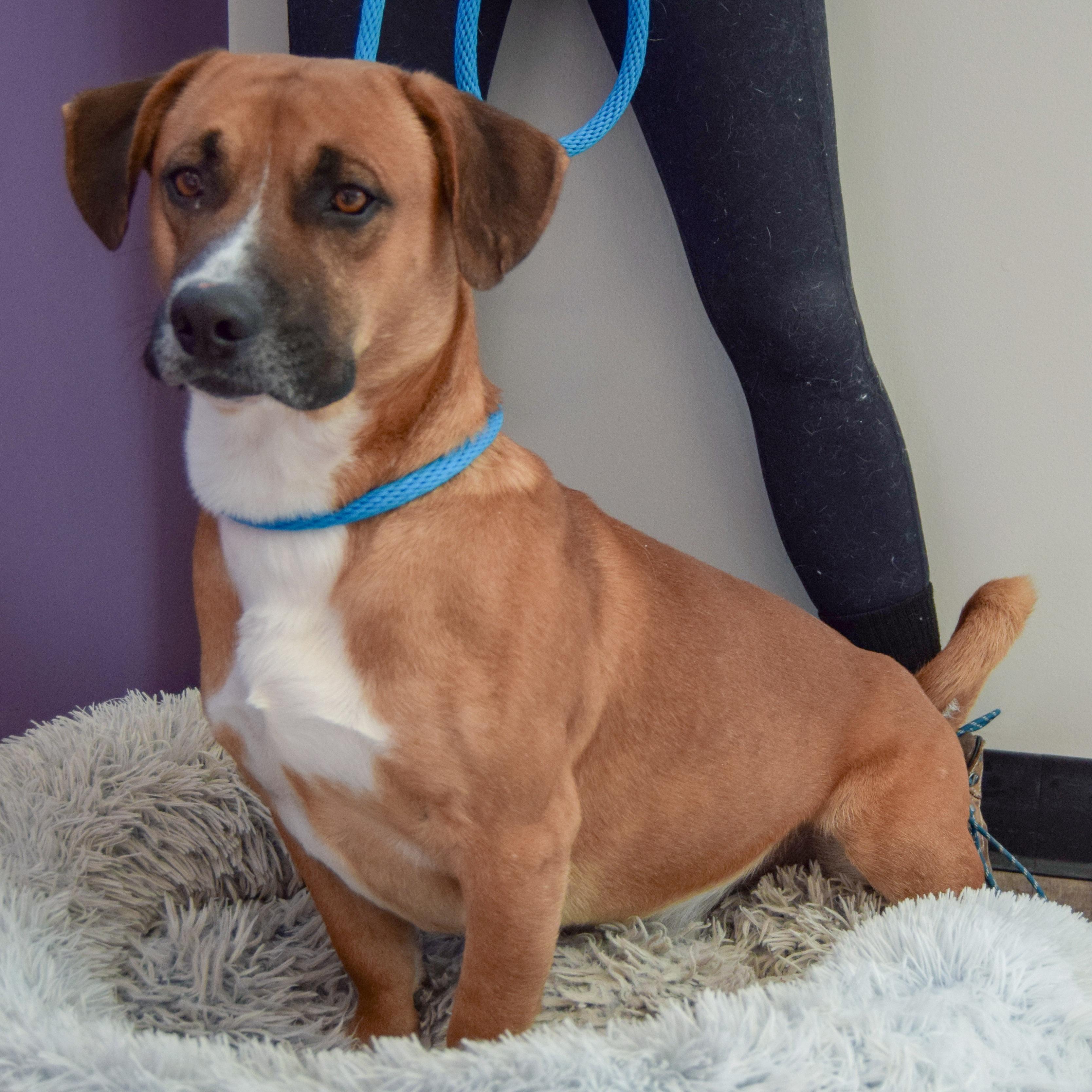 Fiddlestix thumbnail 3