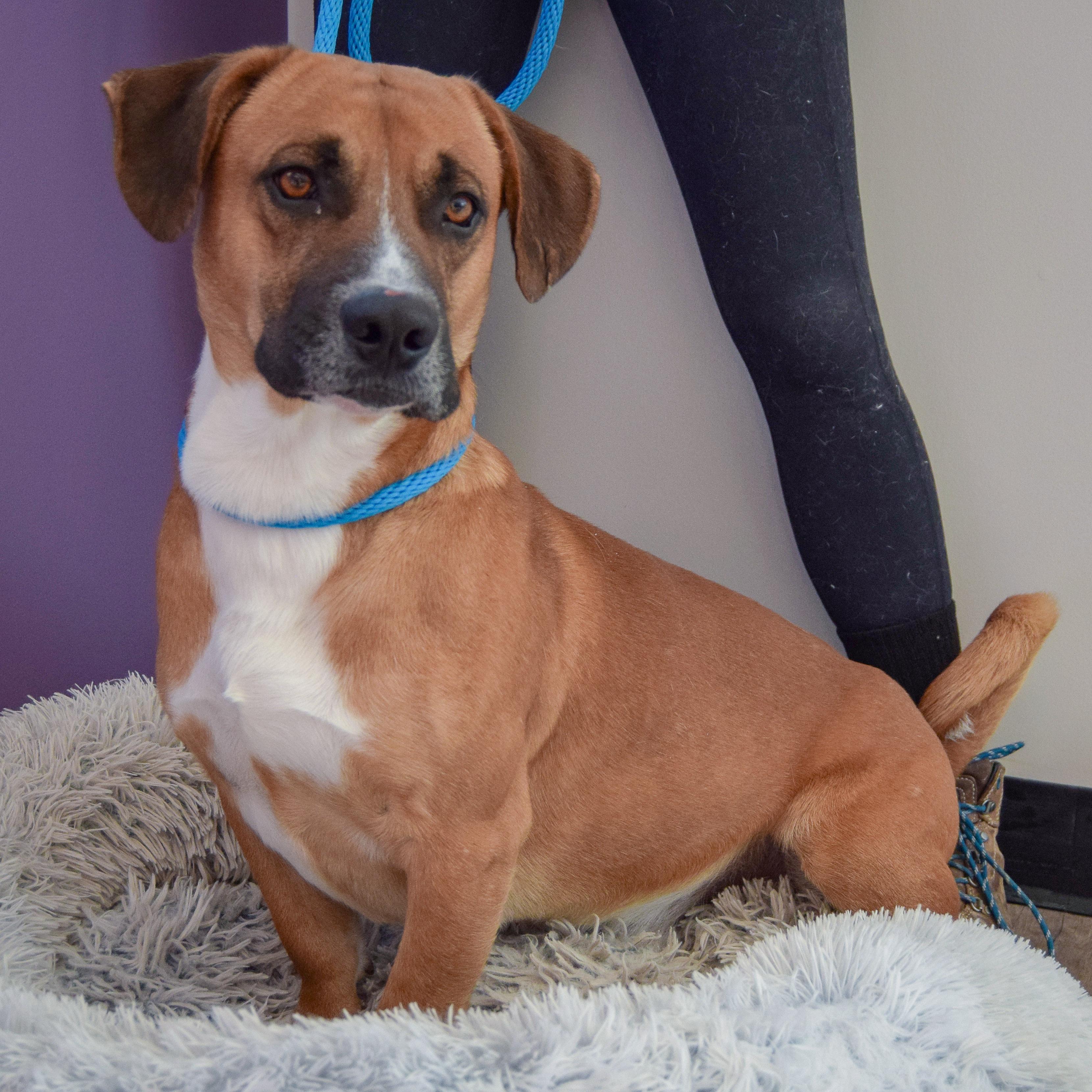 Fiddlestix thumbnail 4