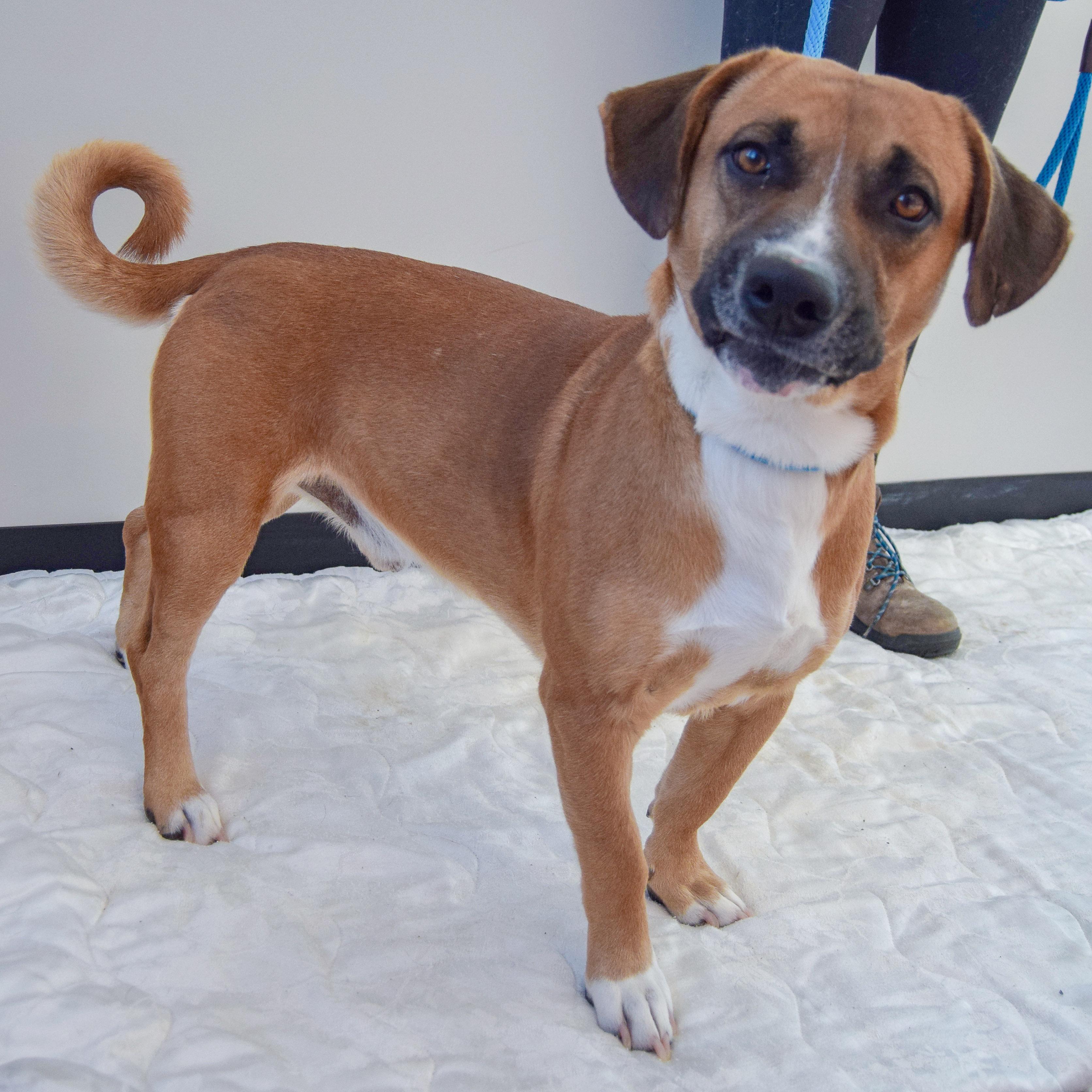 Fiddlestix thumbnail 5