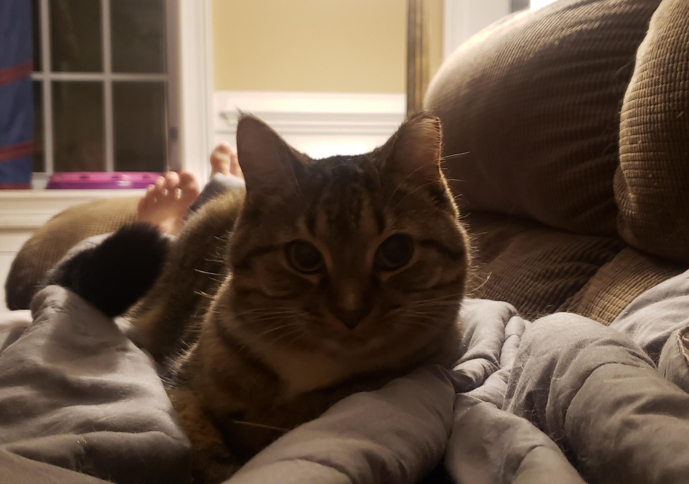 Sprout, a ADOPTABLE Tabby in Atlanta, GA image 2/3