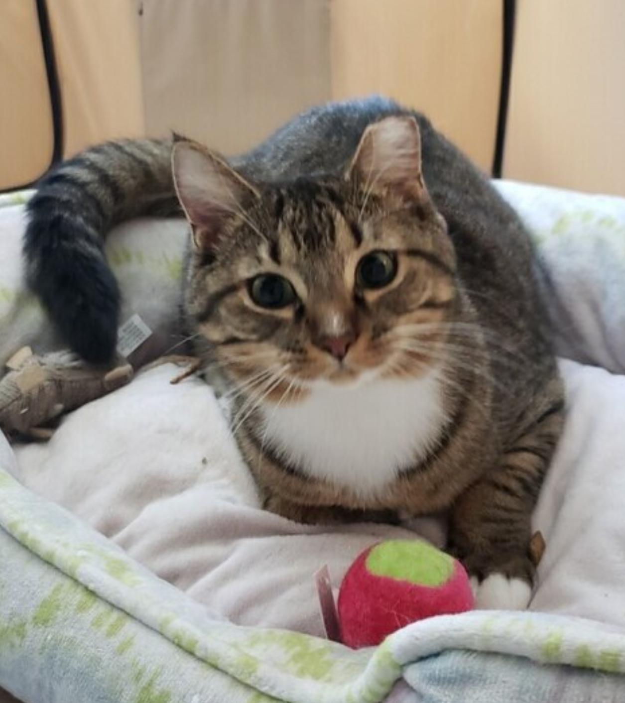 Sprout, a ADOPTABLE Tabby in Atlanta, GA image 1/3