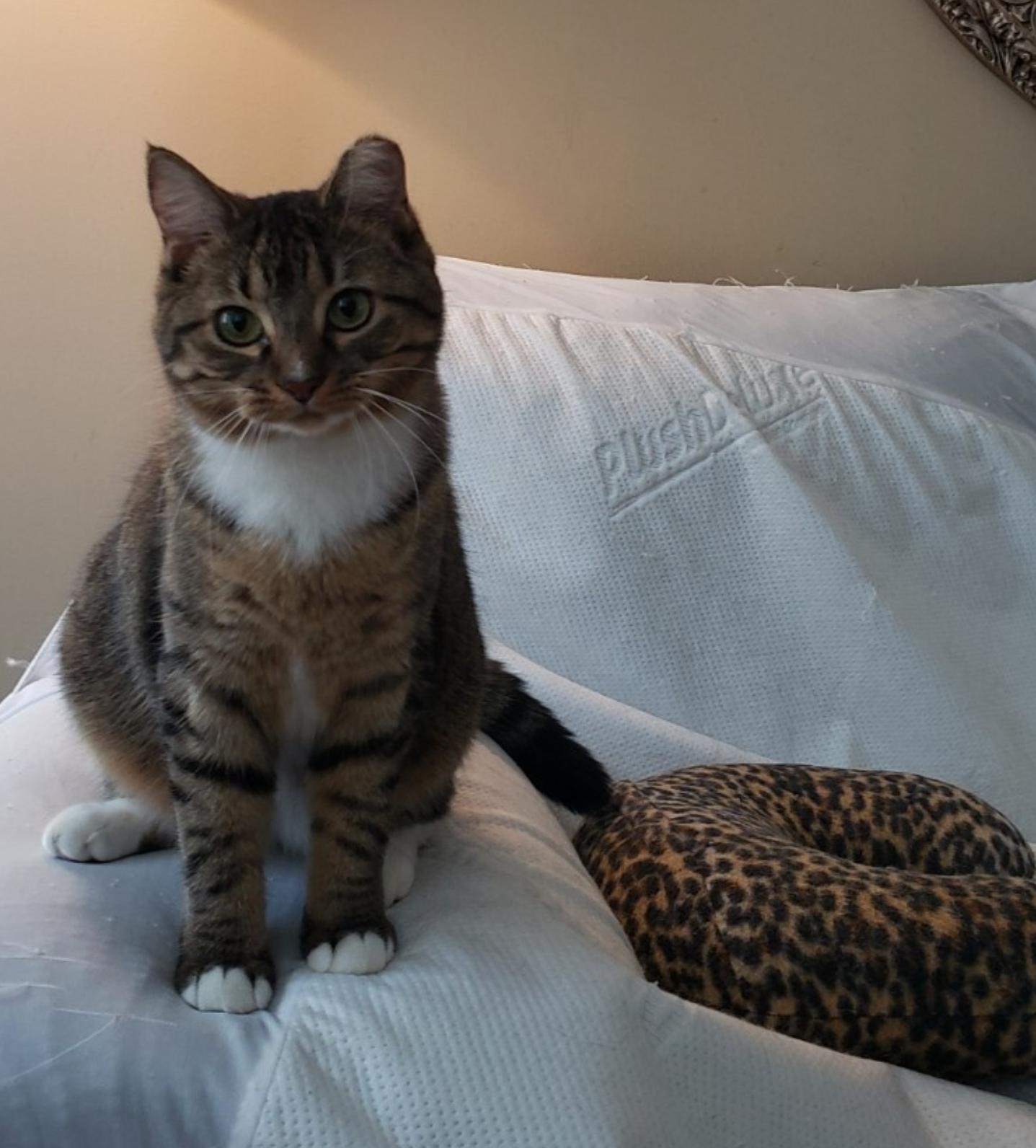 Sprout, a ADOPTABLE Tabby in Atlanta, GA image 3/3