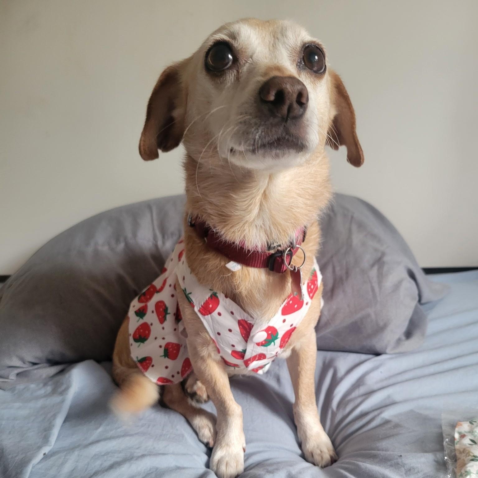 Enlarge Cherokee, a Adoptable mixed breed in Covington, WA image 1/6