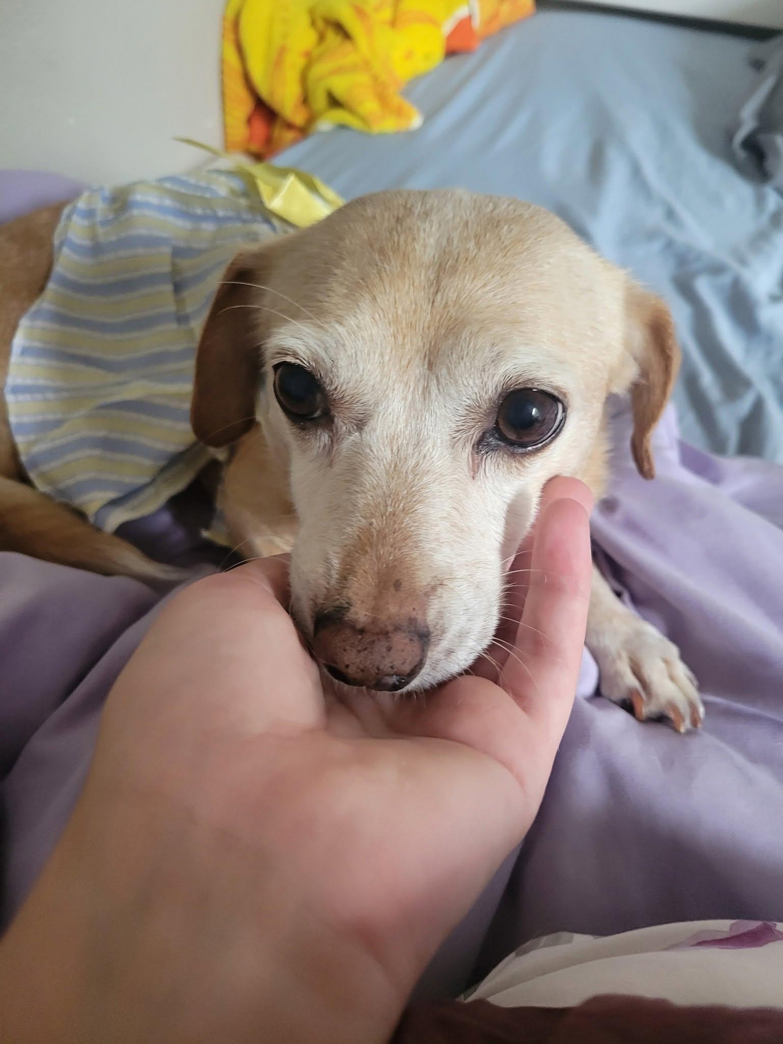 Enlarge Cherokee, a Adoptable mixed breed in Covington, WA image 6/6