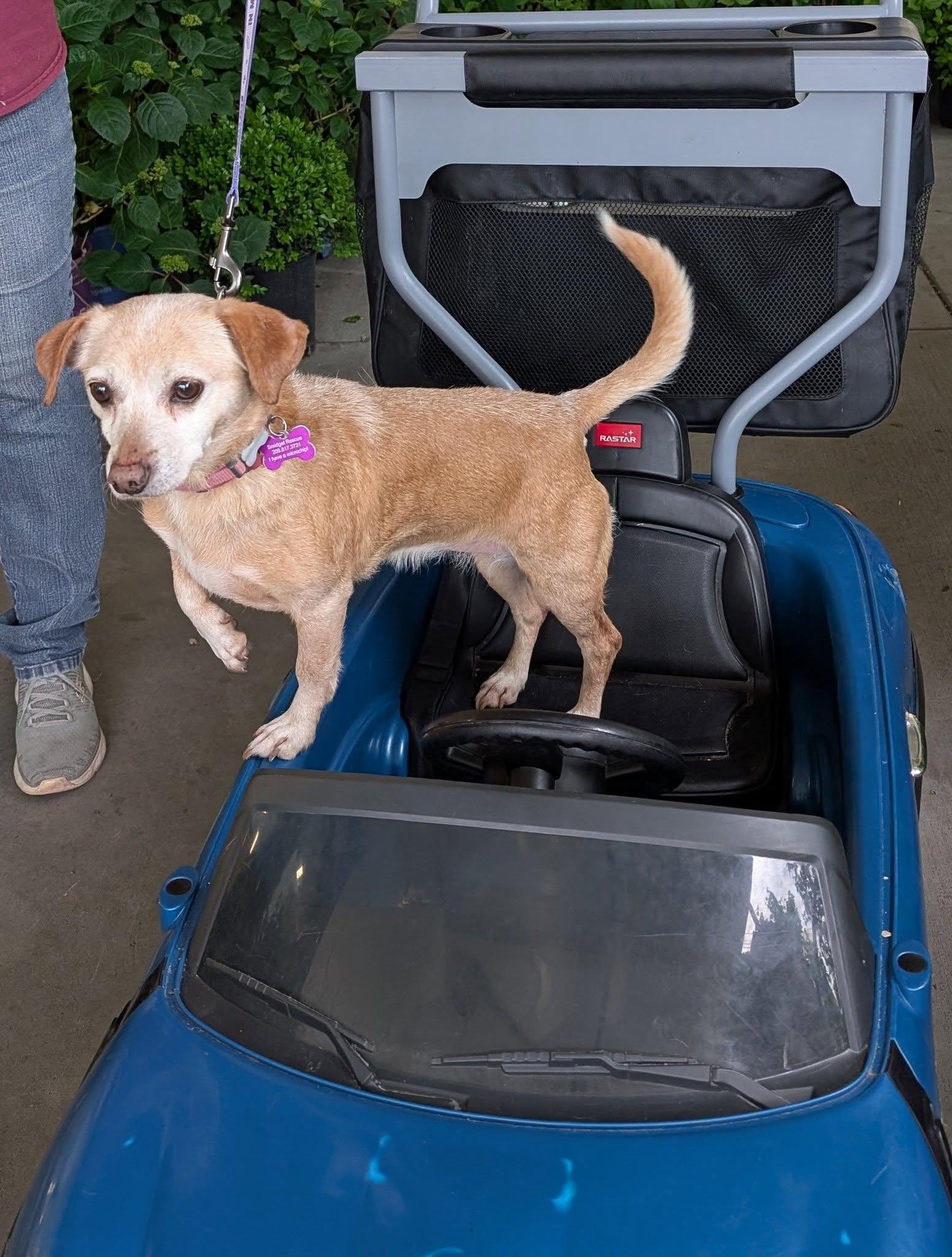 Enlarge Cherokee, a Adoptable mixed breed in Covington, WA image 5/6