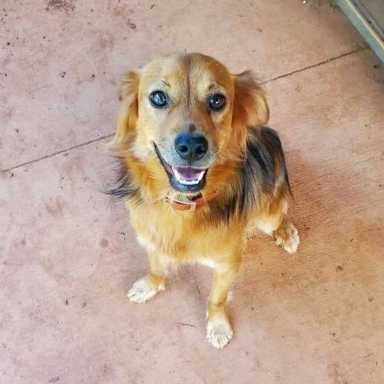 Enlarge Avery, a Adopted mixed breed in Anderson , SC image 1/4