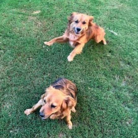 Avery, Adopted, Young Male Golden Retriever & Spaniel.