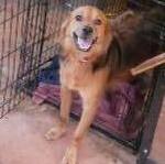 Enlarge Avery, a Adopted mixed breed in Anderson , SC image 3/4