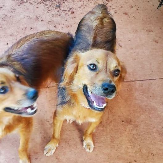 Enlarge Avery, a Adopted mixed breed in Anderson , SC image 4/4