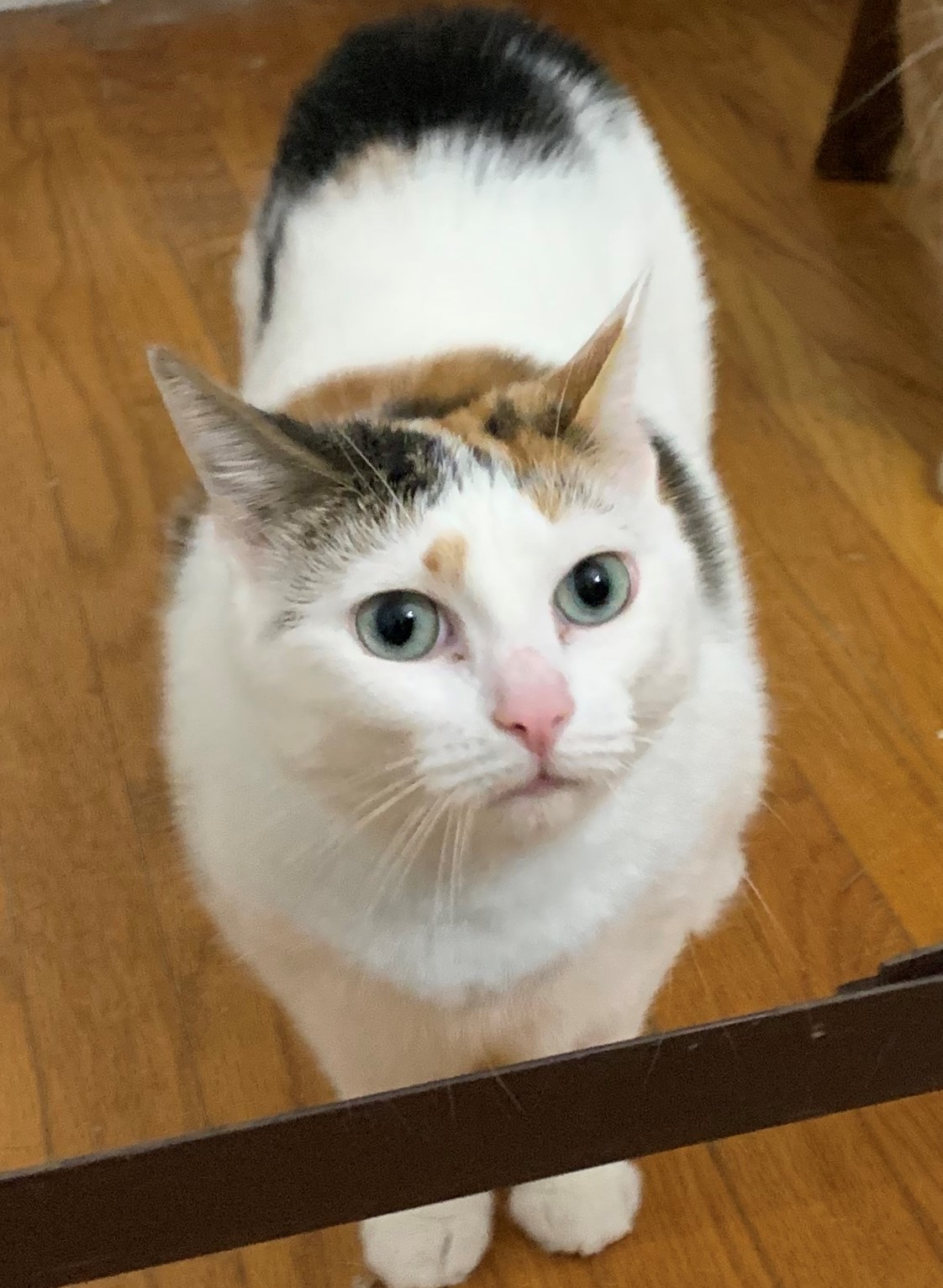 Snap and Pop, a Adoptable mixed breed in Coatesville, PA image 1/6