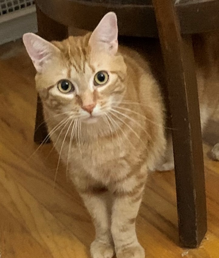 Snap and Pop, a Adoptable mixed breed in Coatesville, PA image 2/6