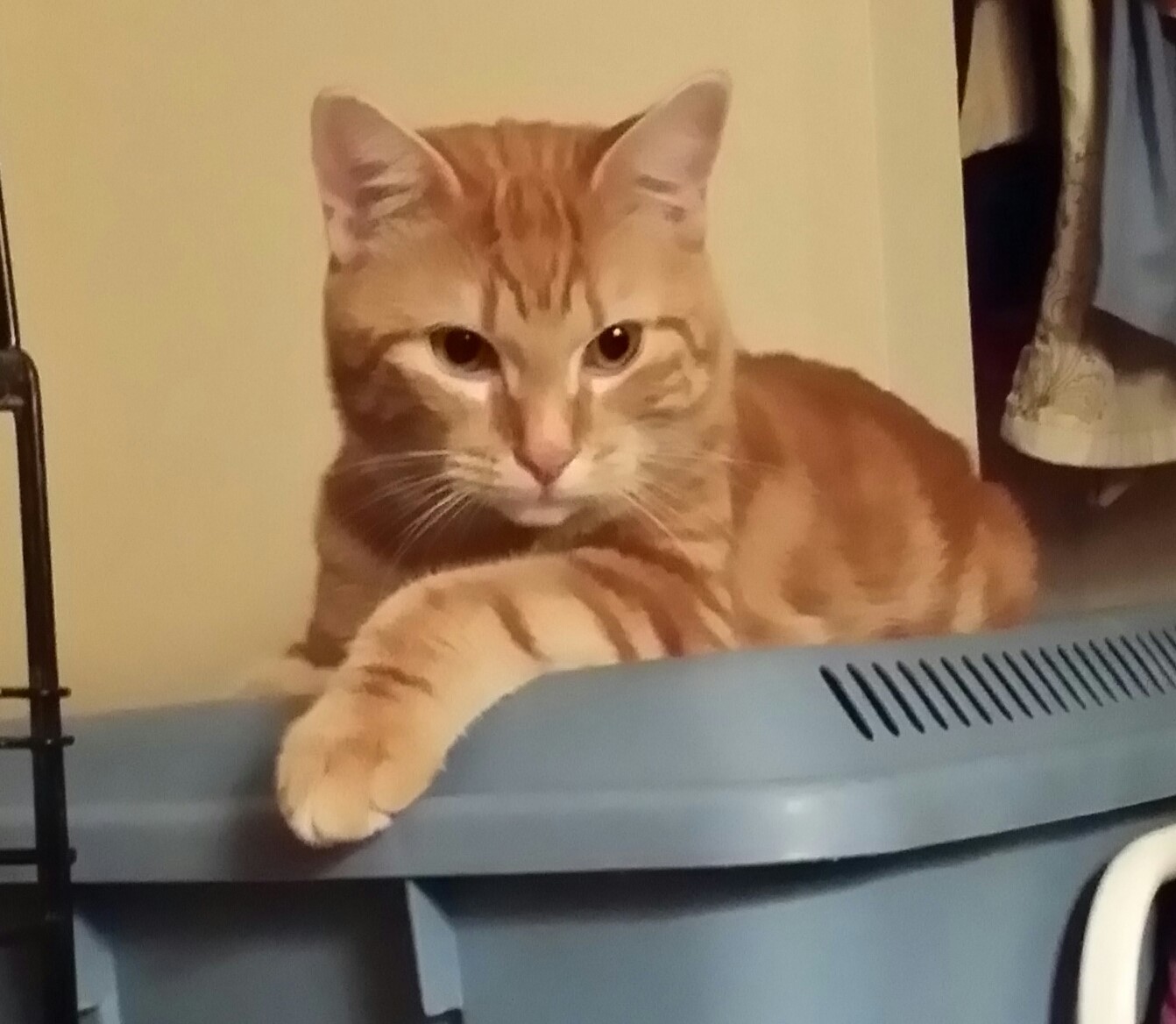 Snap and Pop, a Adoptable mixed breed in Coatesville, PA image 3/6