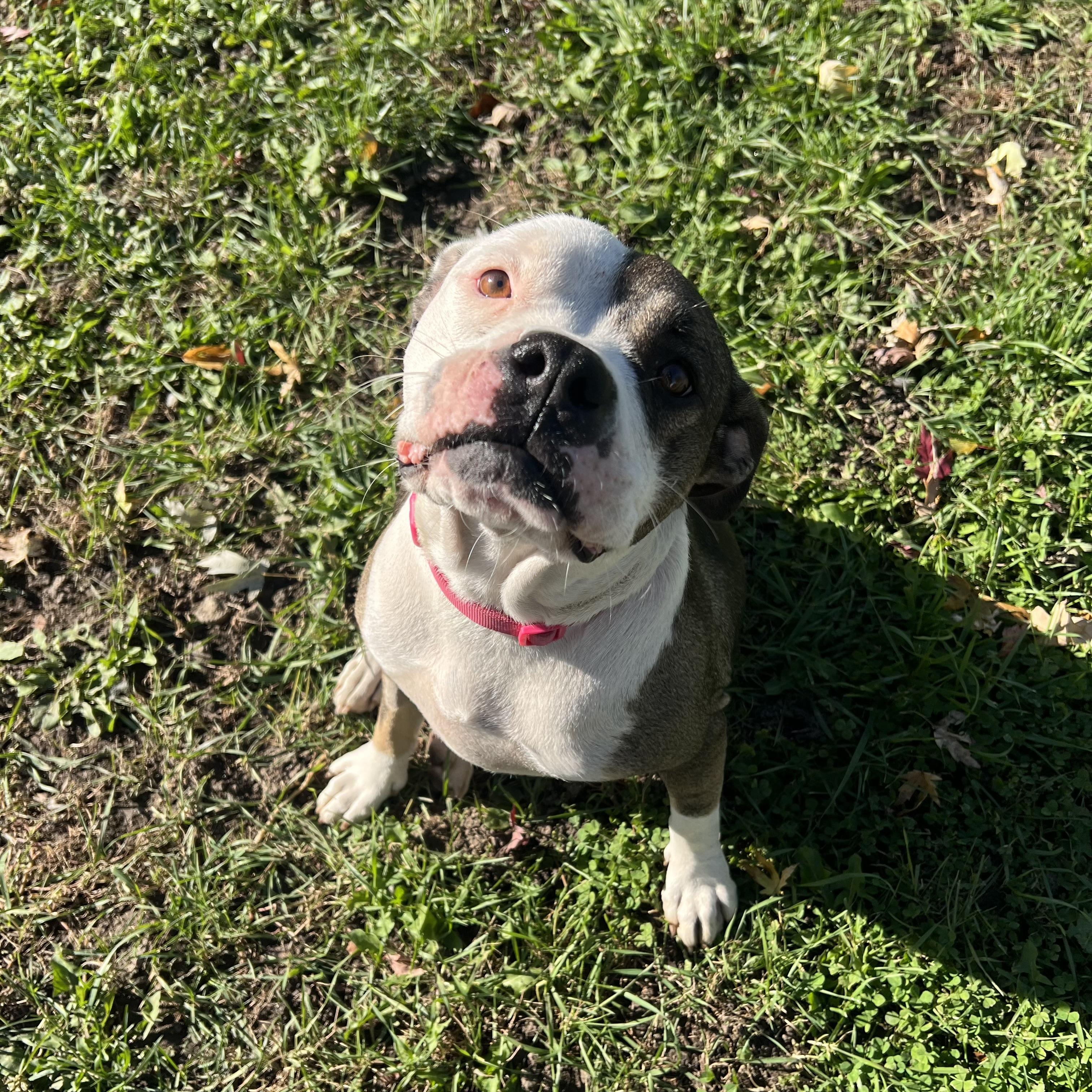 Enlarge Twinkie, a Adoptable Pit Bull Terrier in Fairmont, MN image 5/6