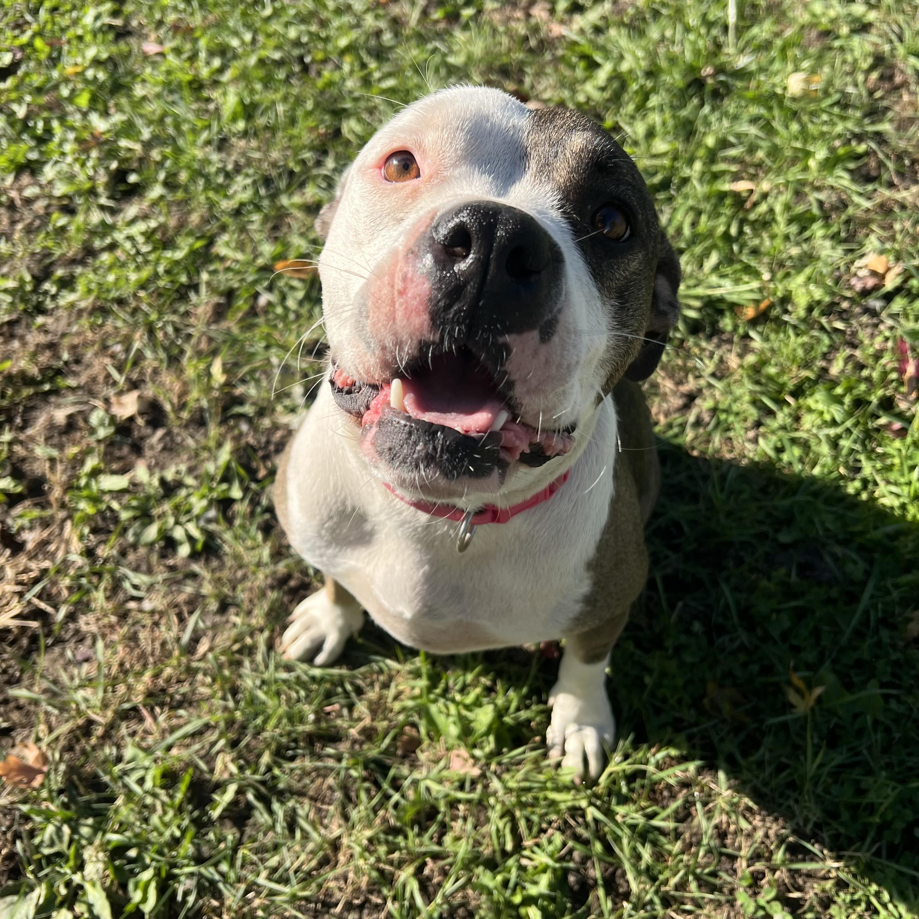 Enlarge Twinkie, a Adoptable Pit Bull Terrier in Fairmont, MN image 2/6
