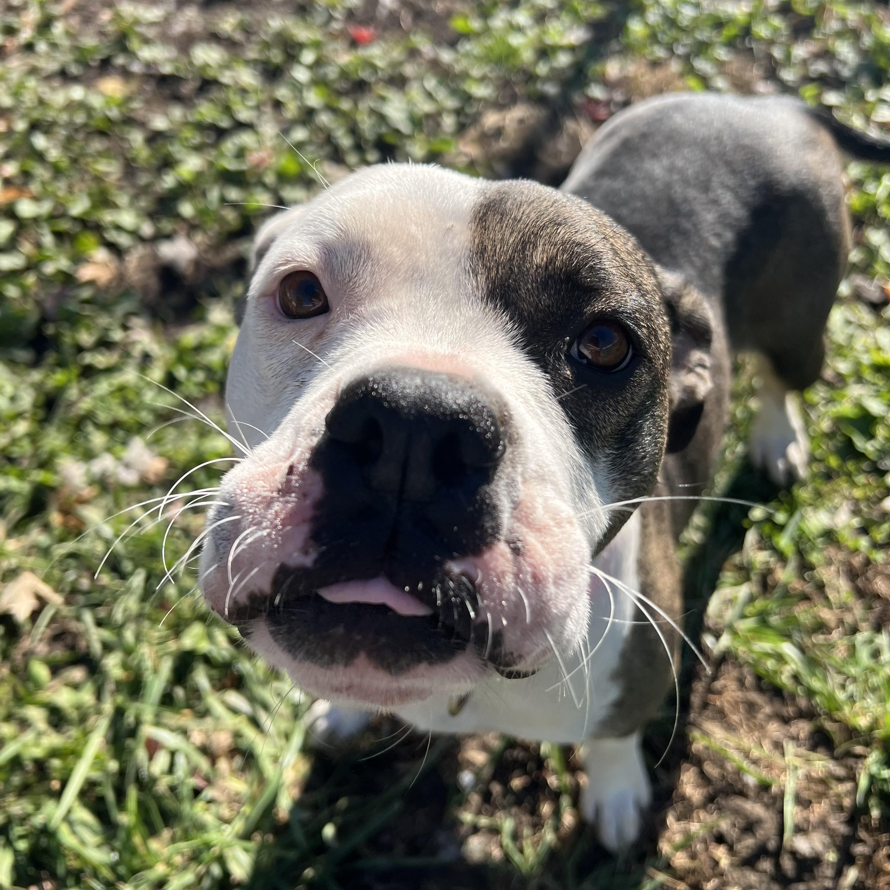 Enlarge Twinkie, a Adoptable Pit Bull Terrier in Fairmont, MN image 6/6