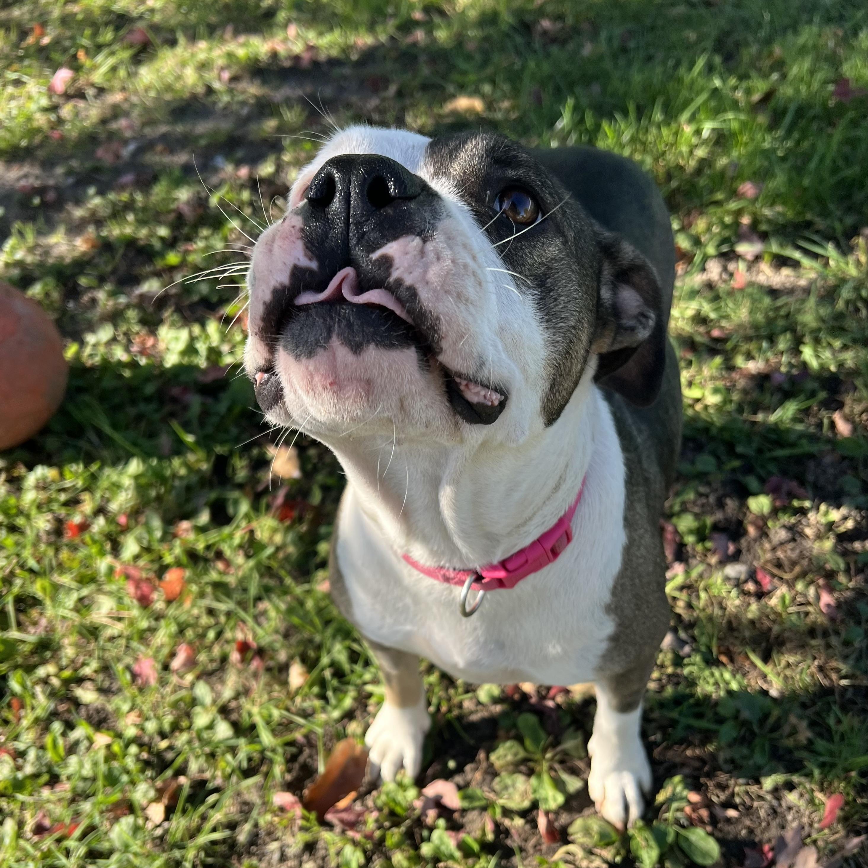 Enlarge Twinkie, a Adoptable Pit Bull Terrier in Fairmont, MN image 3/6