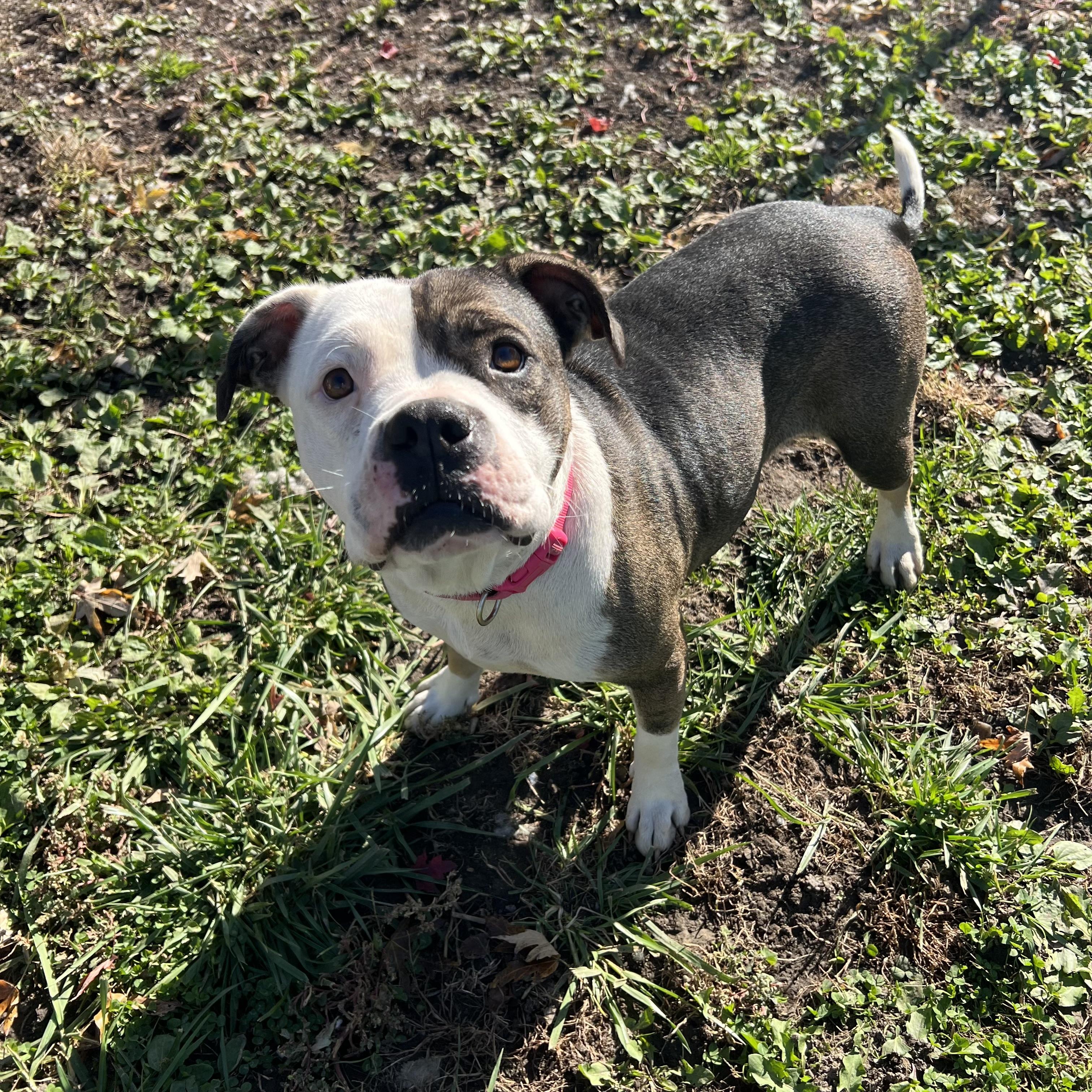 Enlarge Twinkie, a Adoptable Pit Bull Terrier in Fairmont, MN image 1/6
