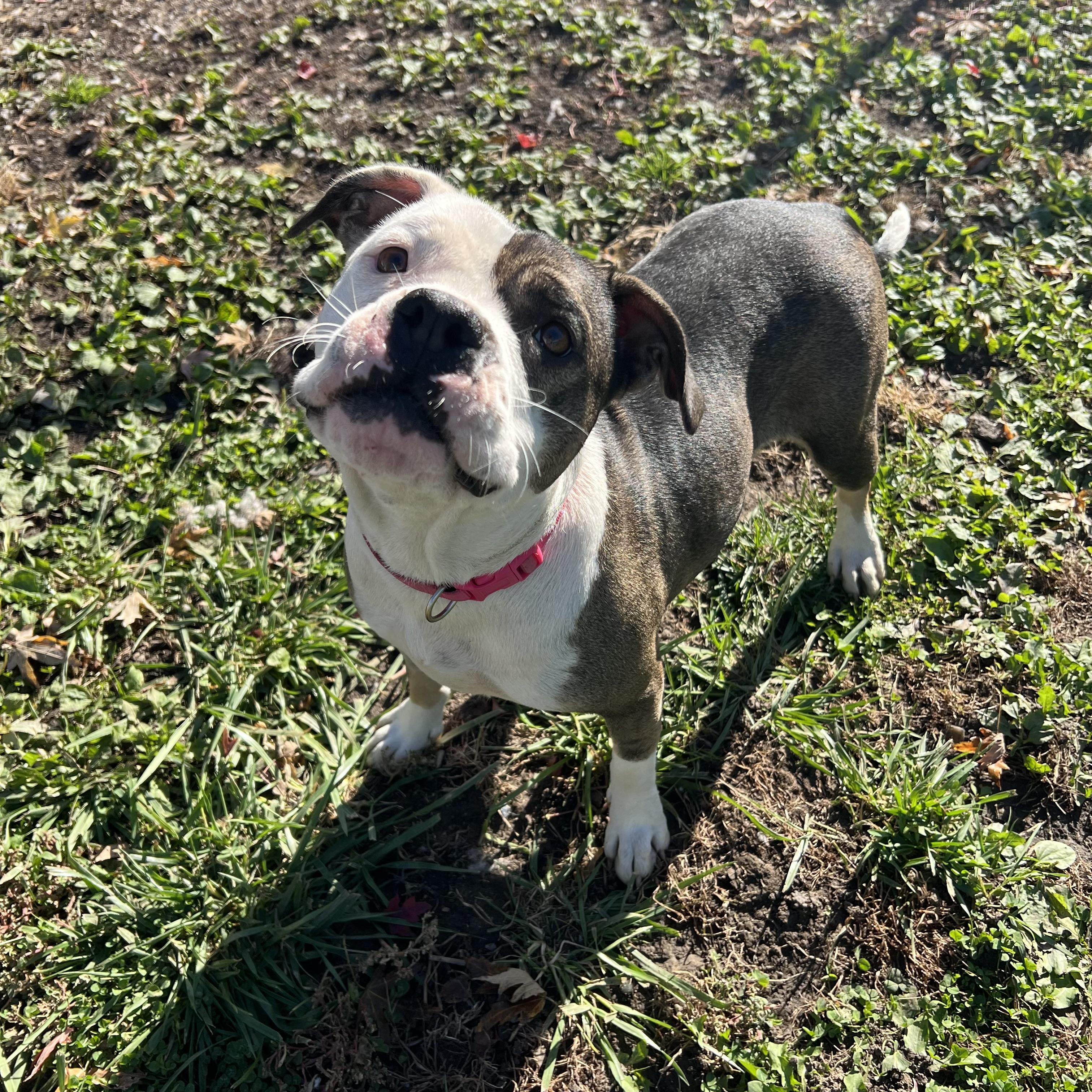 Enlarge Twinkie, a Adoptable Pit Bull Terrier in Fairmont, MN image 4/6