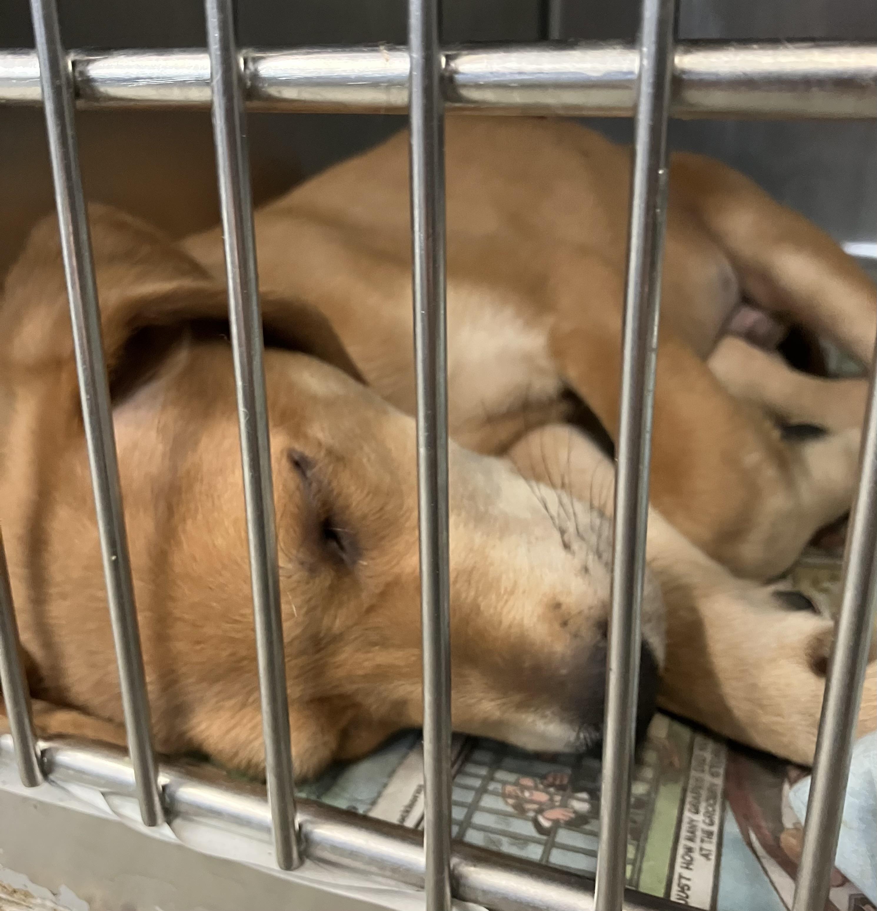 Peter, Adoptable, Puppy Male Foxhound.