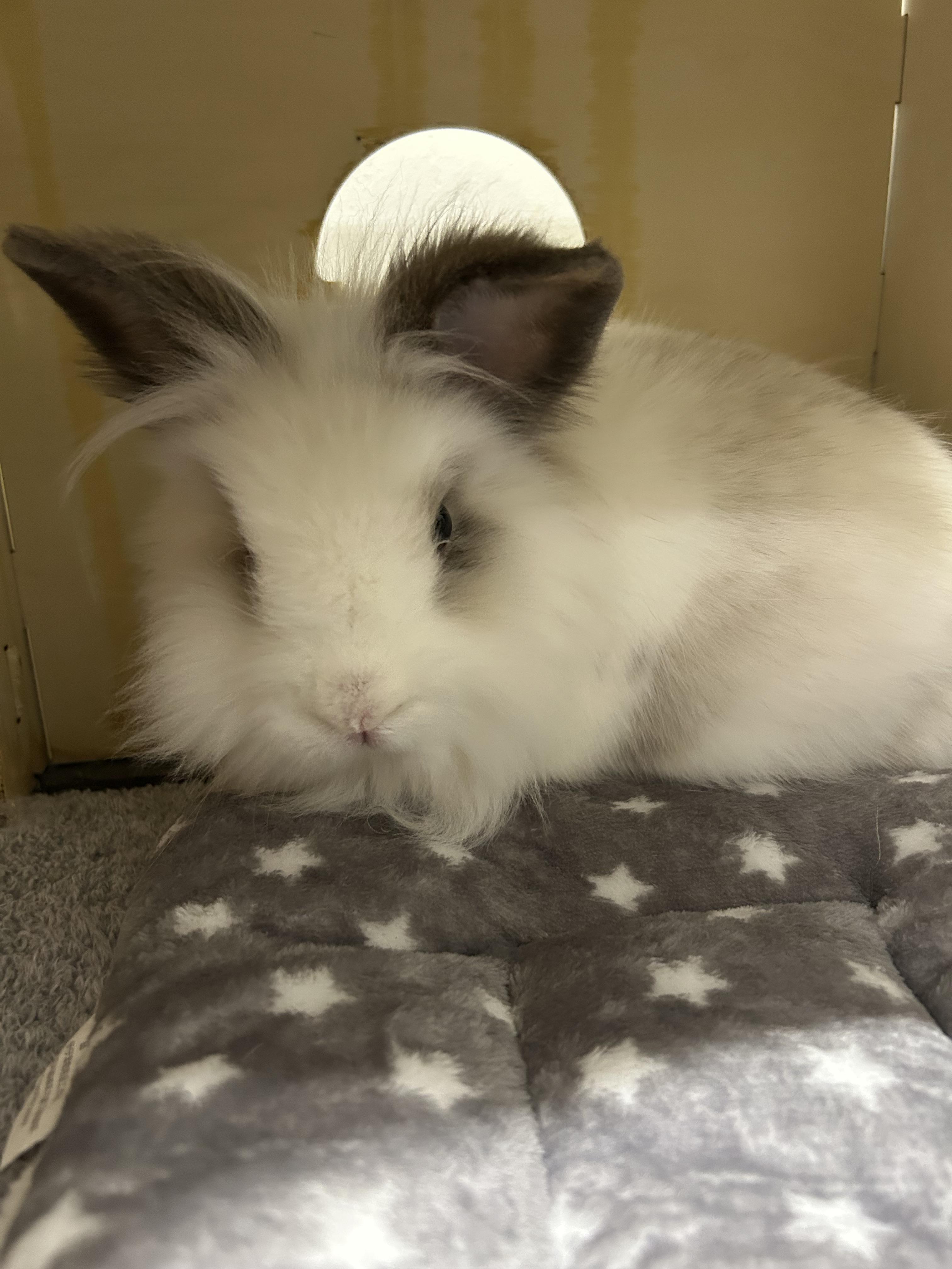 Enlarge Garfunkel *bonded pair with Simon, a Adoptable Lionhead in Omaha, NE image 2/4