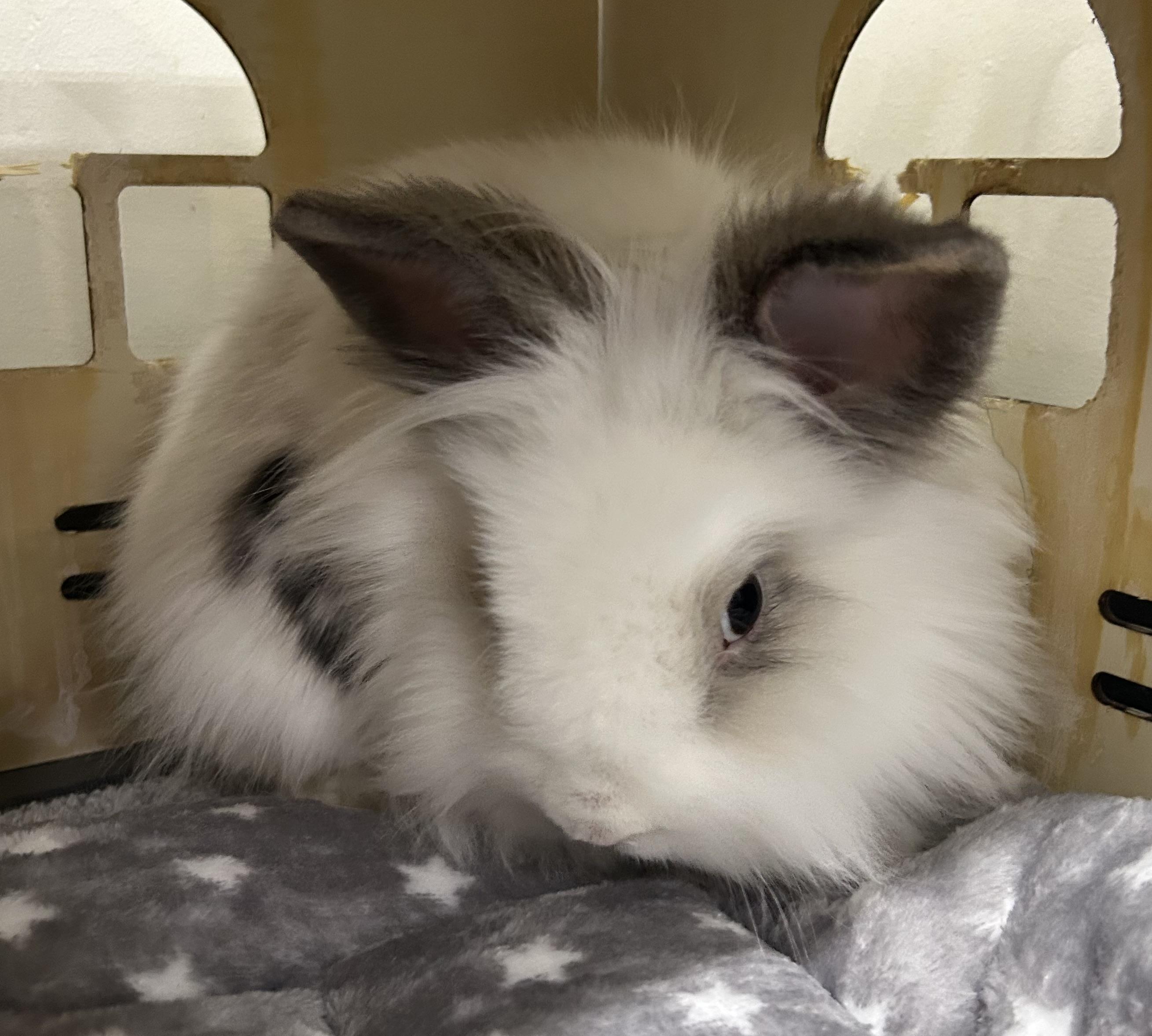 Enlarge Garfunkel *bonded pair with Simon, a Adoptable Lionhead in Omaha, NE image 1/4