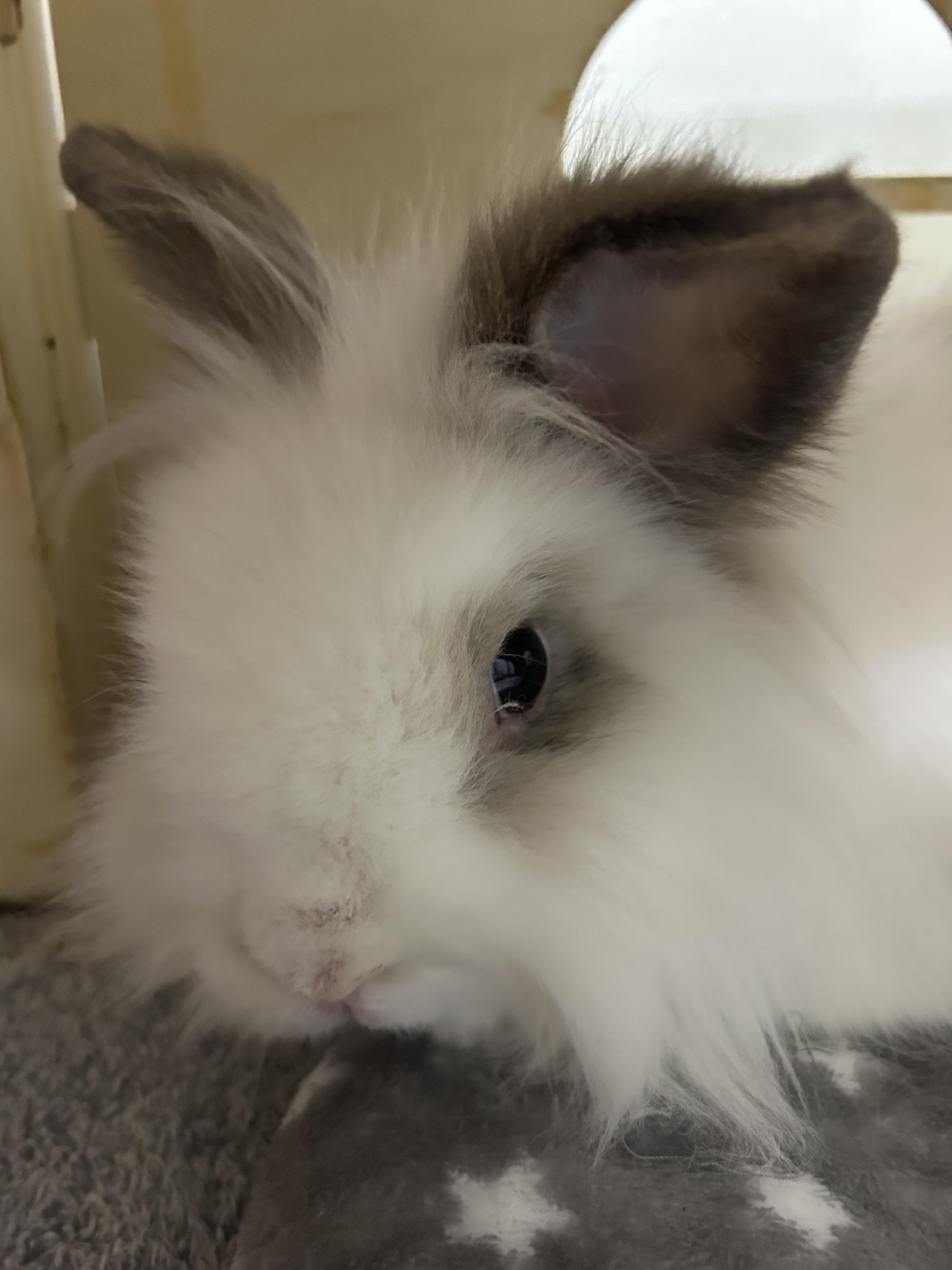 Enlarge Garfunkel *bonded pair with Simon, a Adoptable Lionhead in Omaha, NE image 3/4