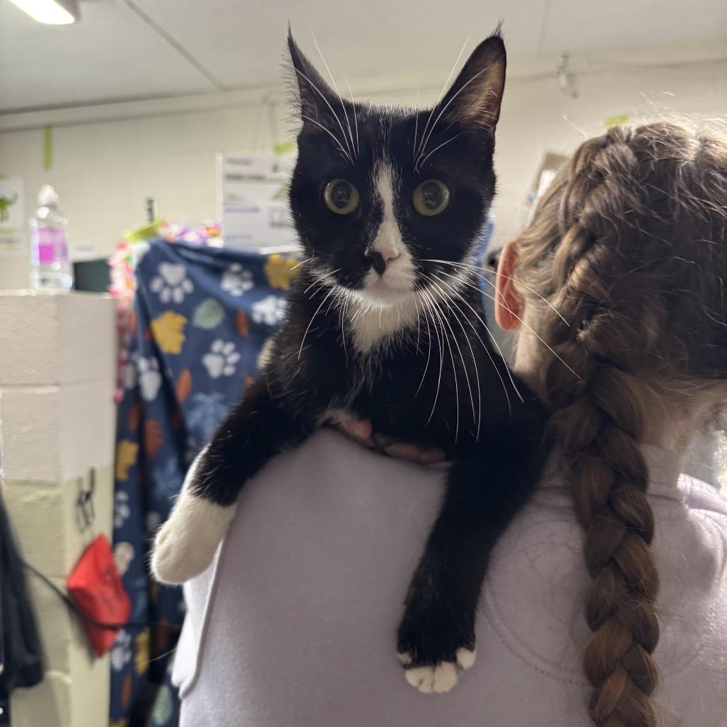 Enlarge Lady Gaga, a Adoptable Domestic Short Hair in Eureka Springs, AR image 1/1