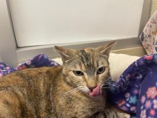 Bastet, Adoptable, Young Female Torbie.