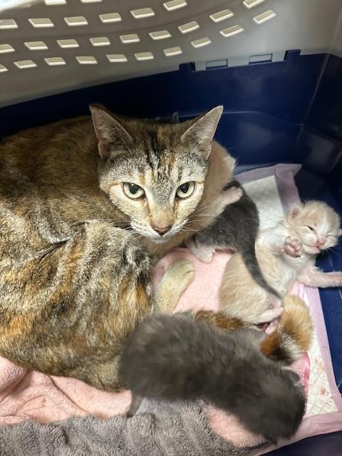 Enlarge Bastet, a Adoptable Torbie in Parlier, CA image 2/3