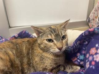 Enlarge Bastet, a Adoptable Torbie in Parlier, CA image 3/3