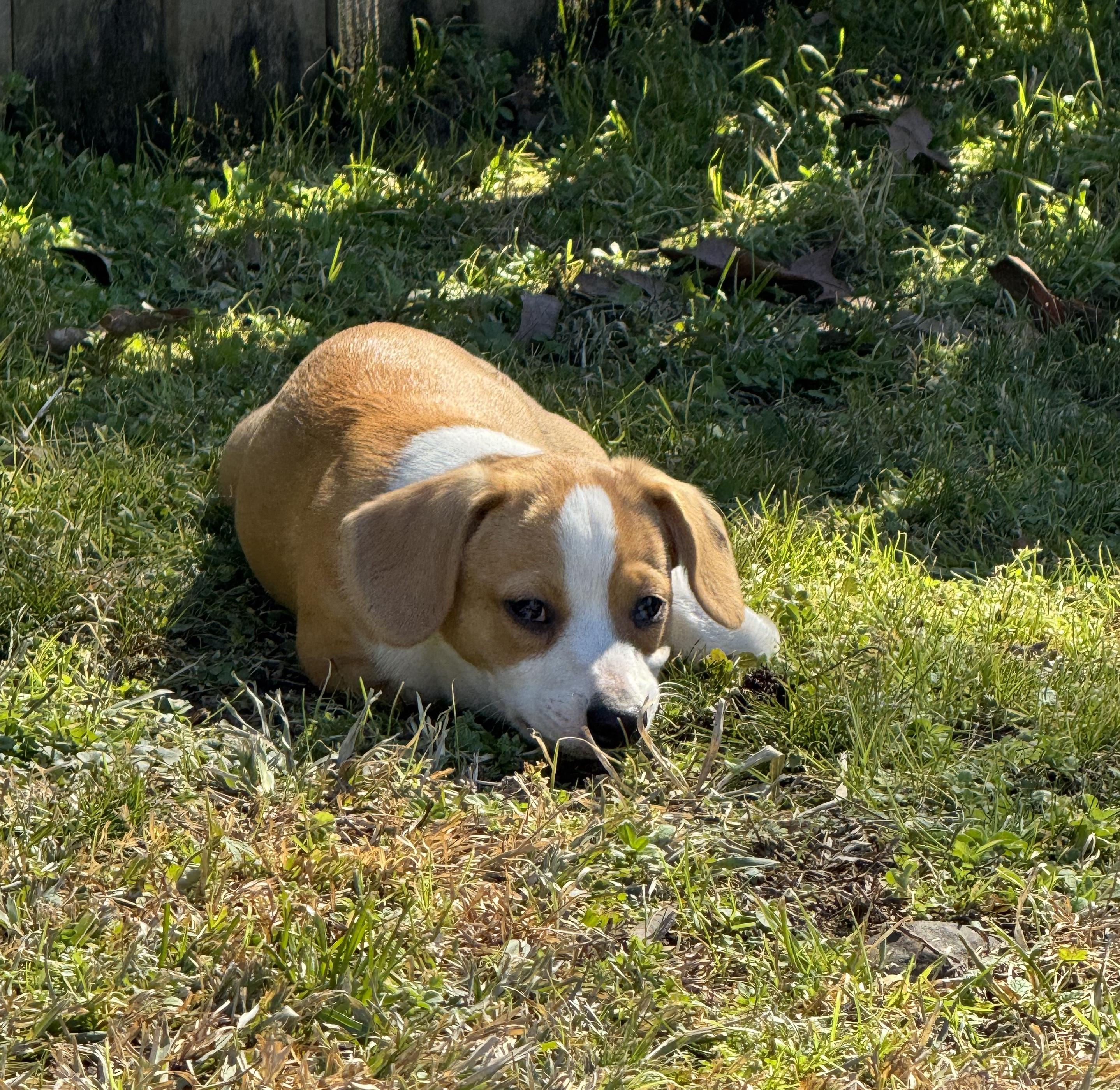 Winston — thumbnail 2