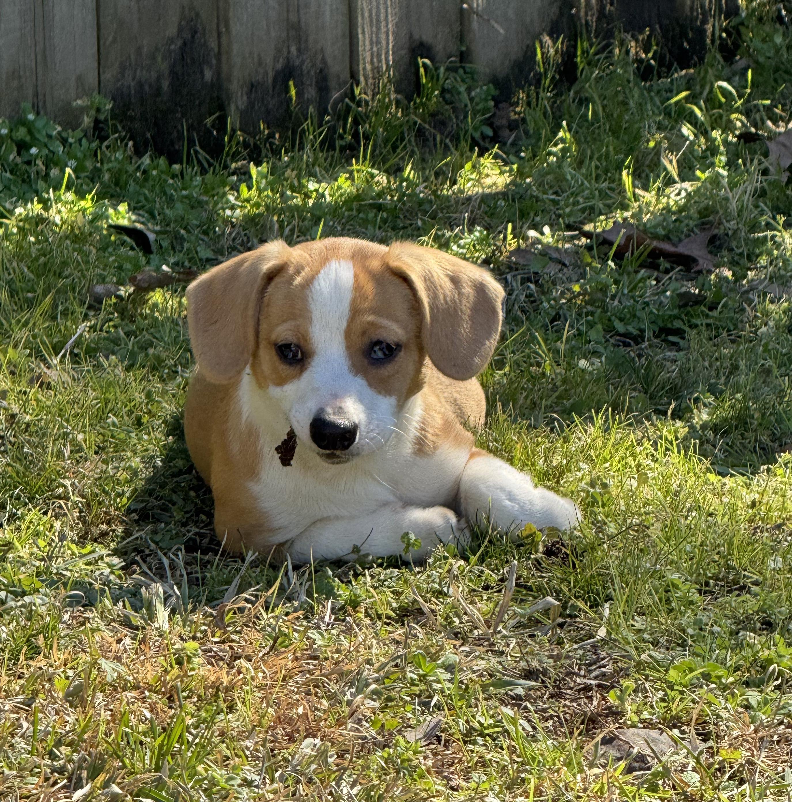 Winston — thumbnail 3