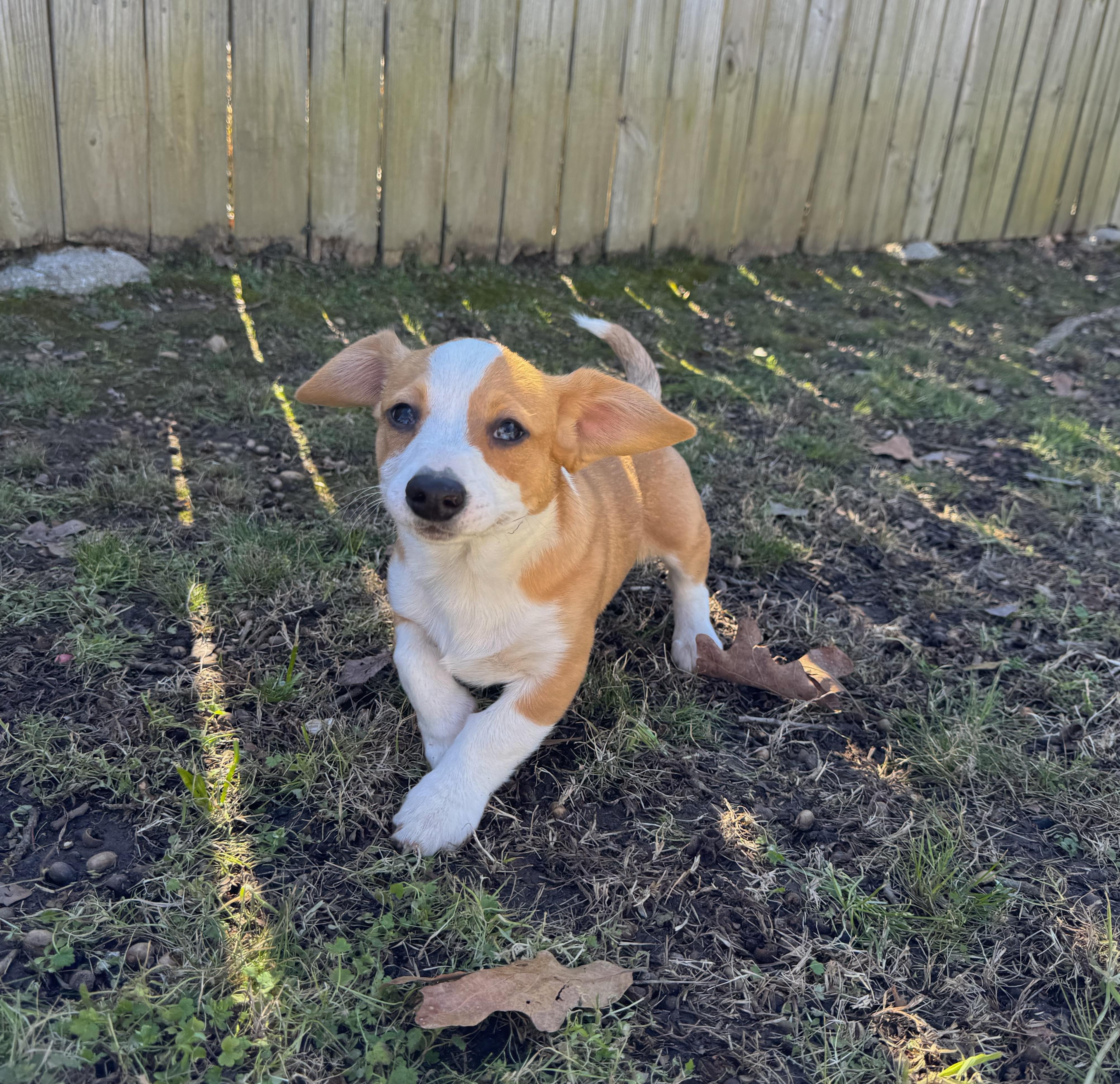 Winston — thumbnail 4