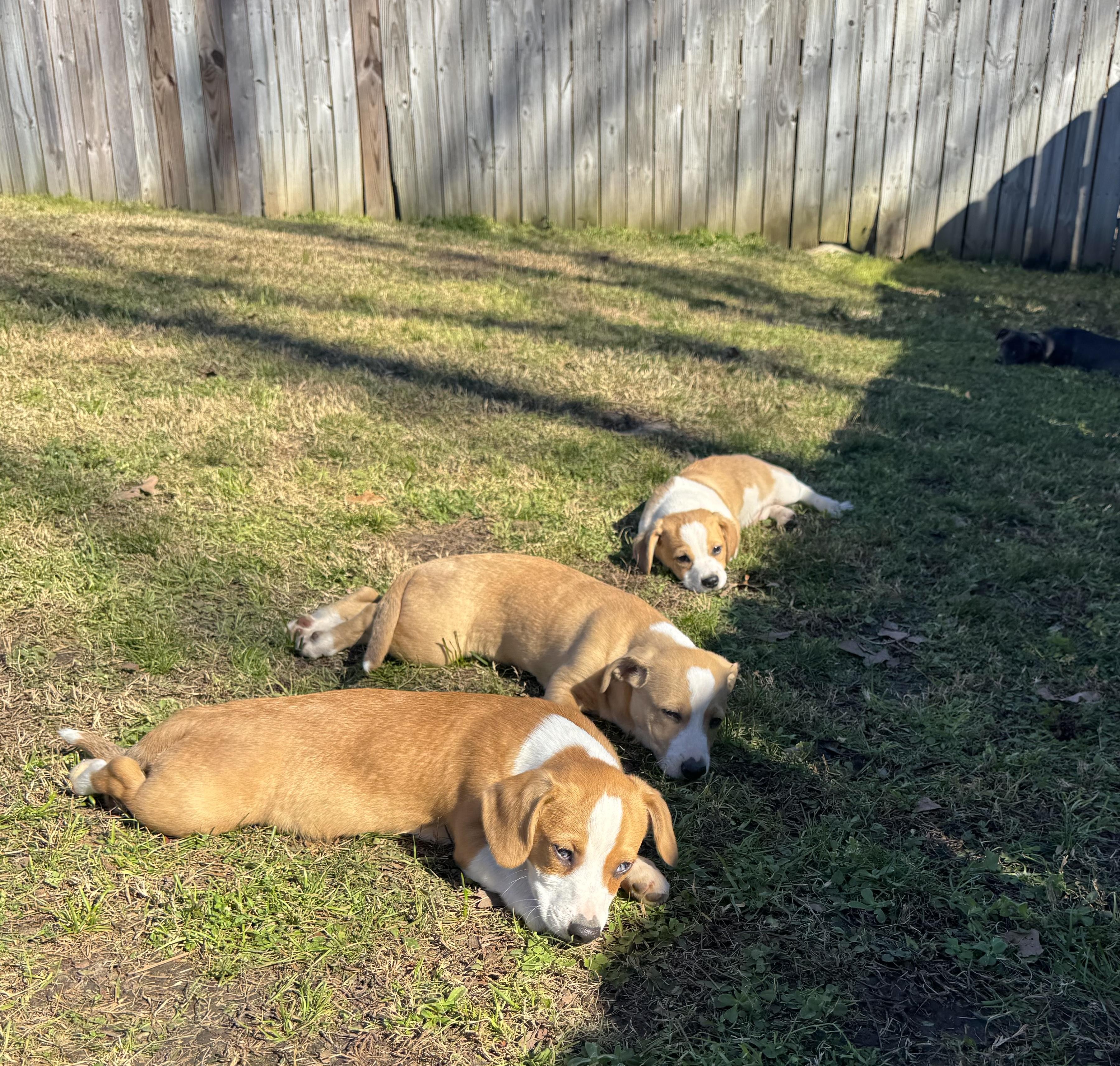 Winston — thumbnail 5