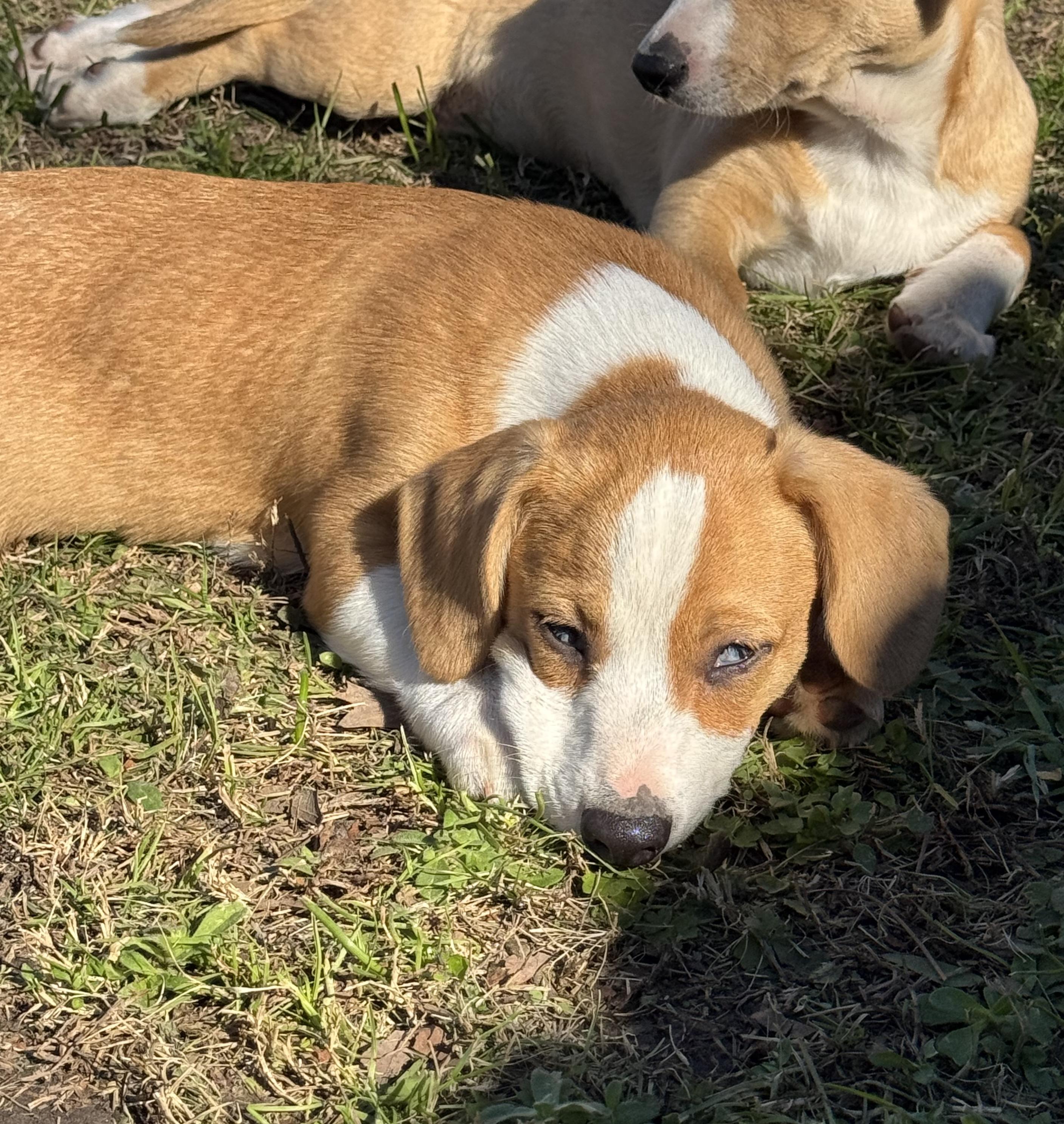 Winston — thumbnail 6