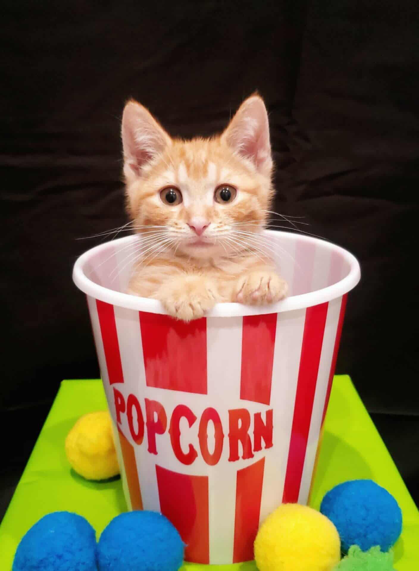 Enlarge Marcel, an adopted Domestic Short Hair in London, ON image 2/2