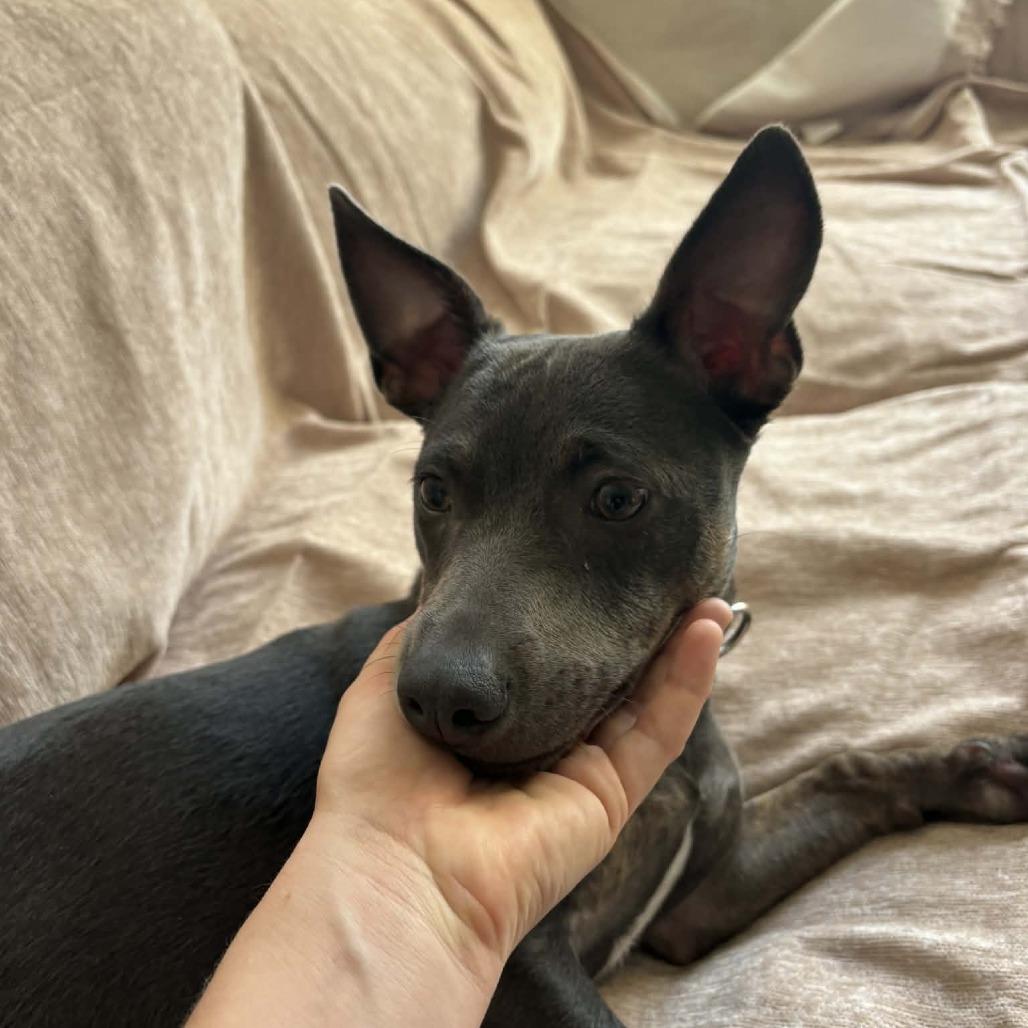 Enlarge *** Zelda, a Adoptable Mixed Breed in Oceanside, CA image 1/6